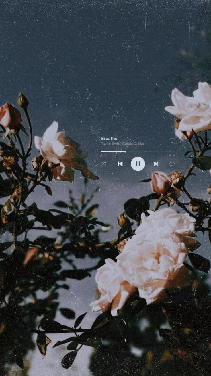 Aesthetic wallpaper of flowers with a song playing in the background - Taylor Swift