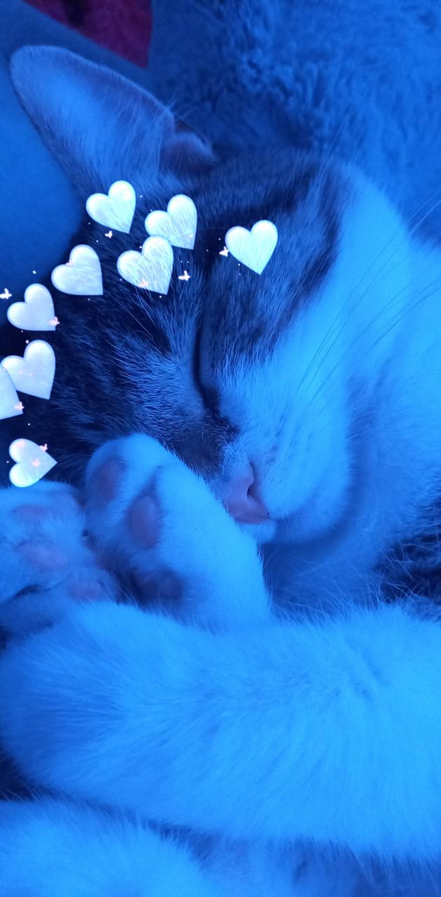 A cat sleeping with hearts around it - Cat