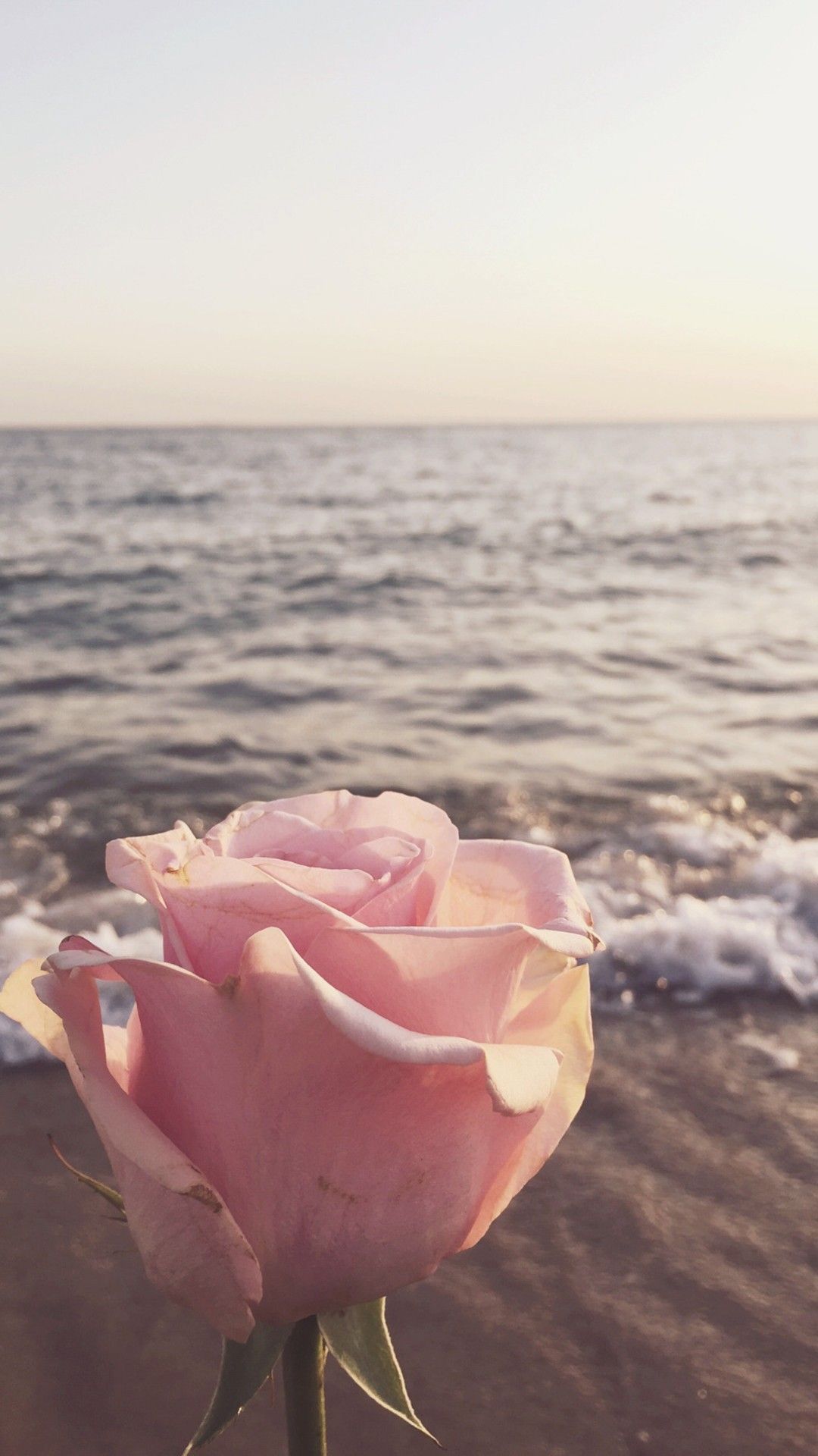 Share aesthetic rose wallpaper iphone latest