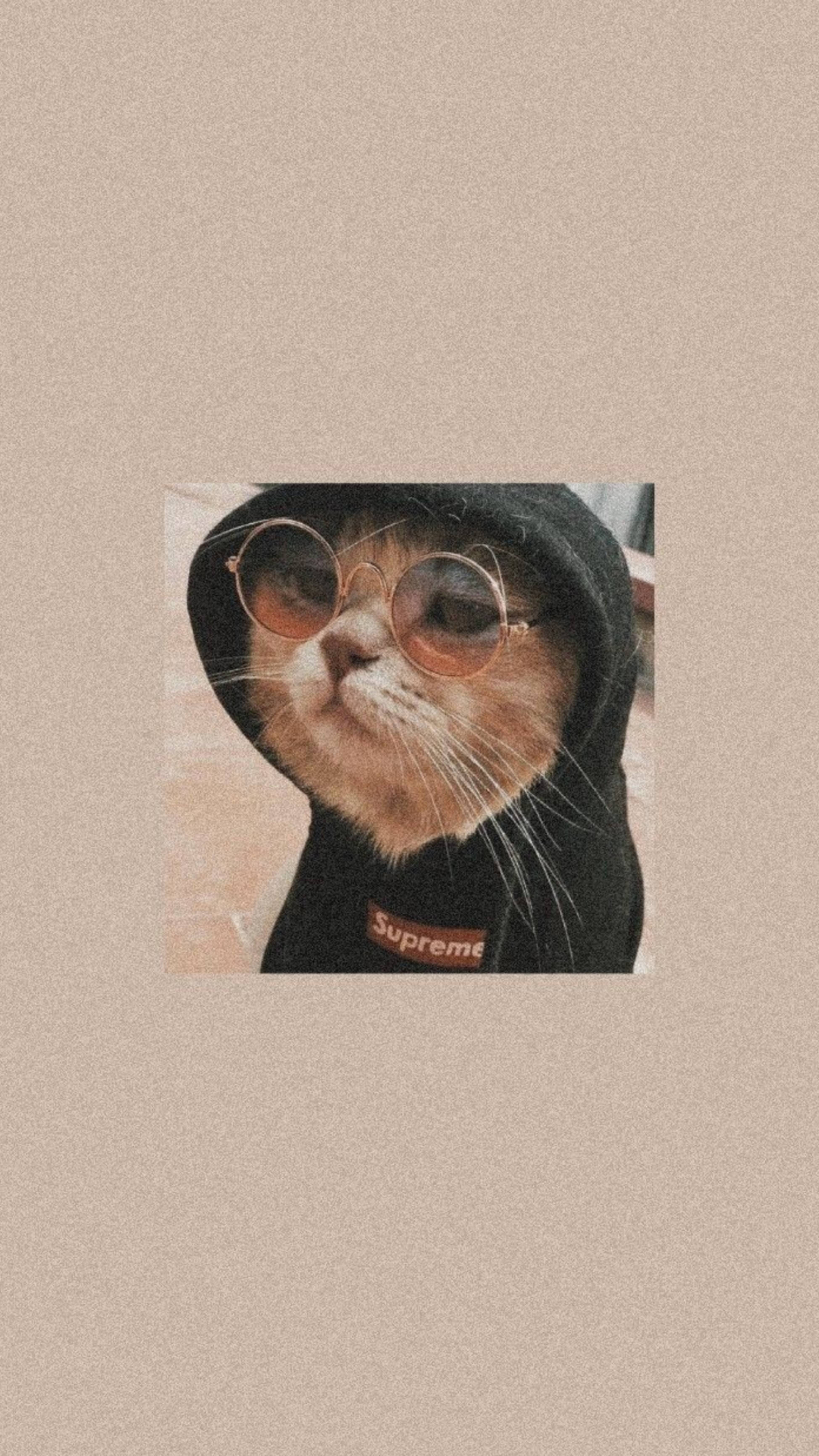 Download Cute Cat Aesthetic In Black Hoodie Wallpaper