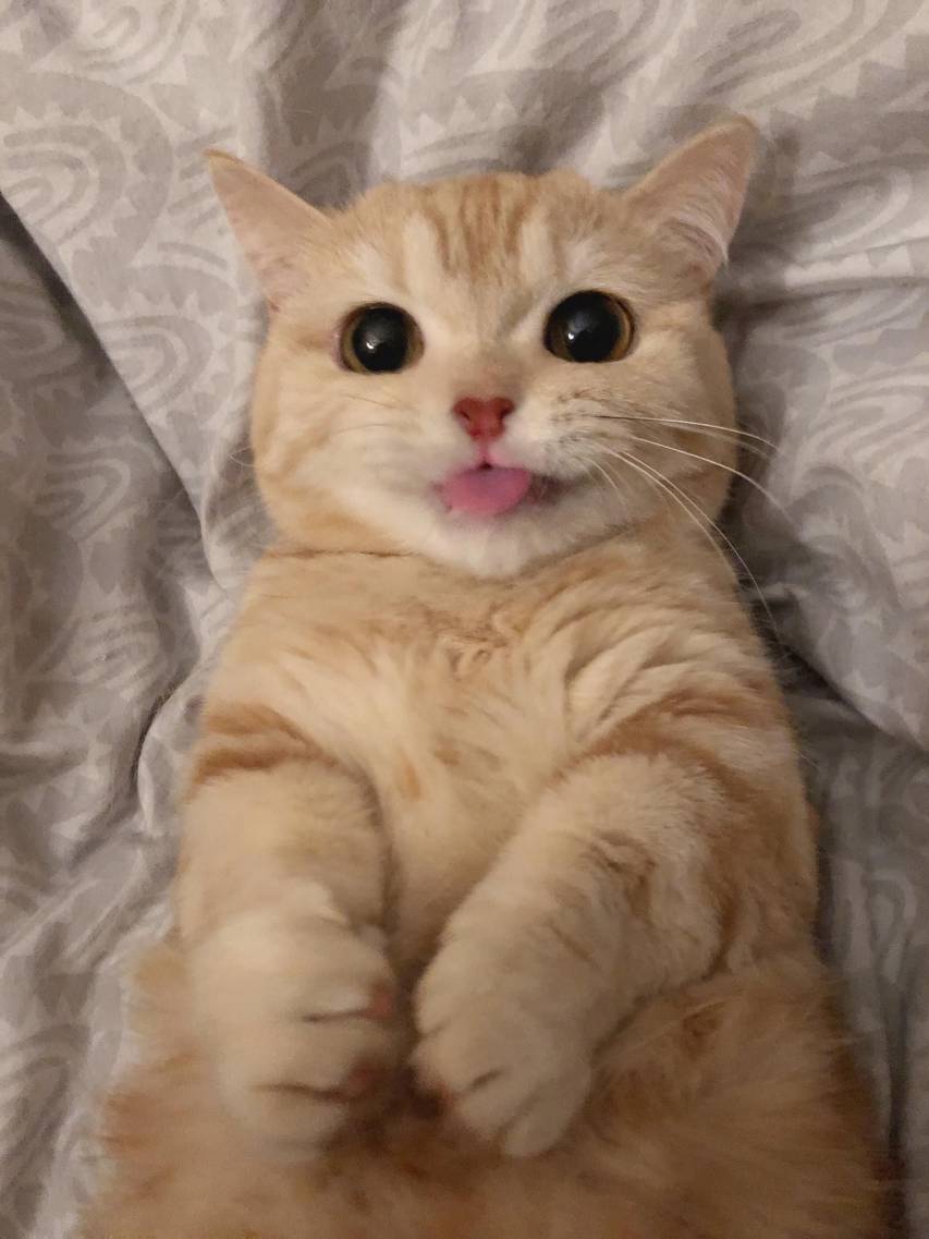 An orange cat laying on a bed with its tongue out. - Cat