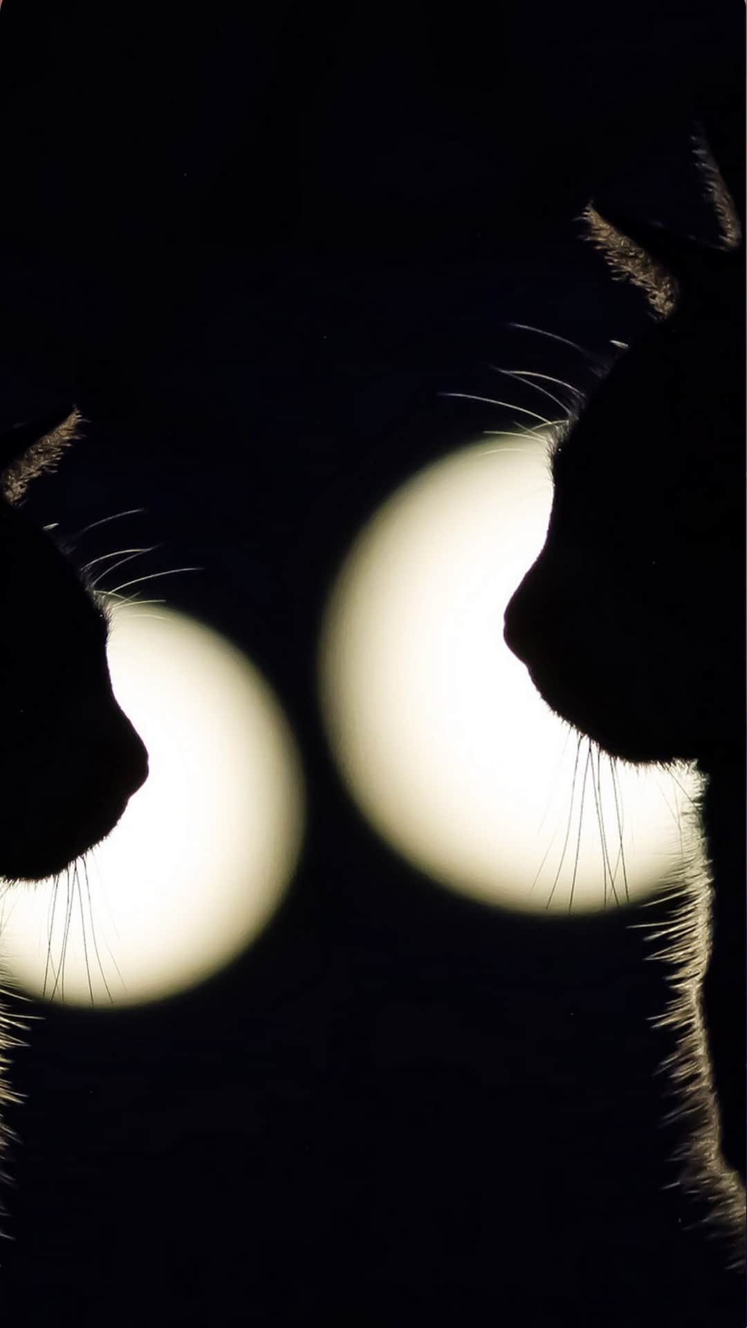 Two cats in the dark, eyes glowing in the light. - Cat