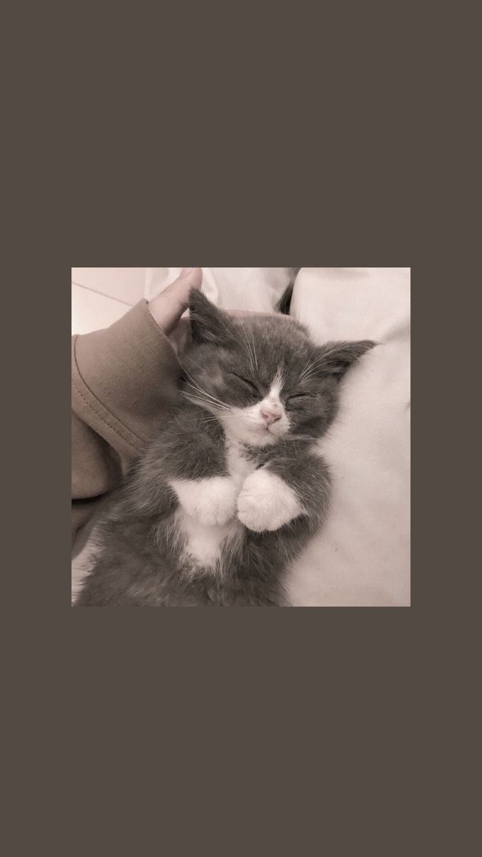 A person holding a sleeping kitten - Cat