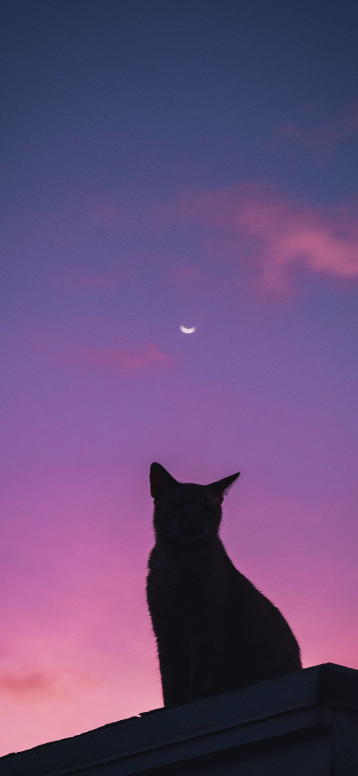 A black cat sitting on a roof looking at the moon - Cat