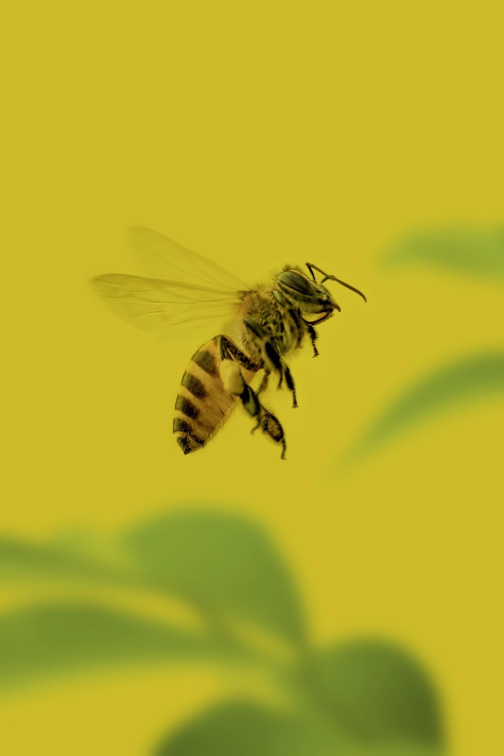 A bee flying over a yellow background - Bee