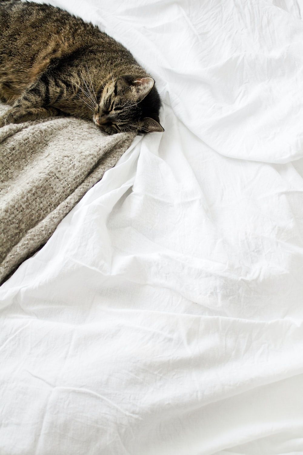 A cat sleeping on a bed with white sheets - Cat