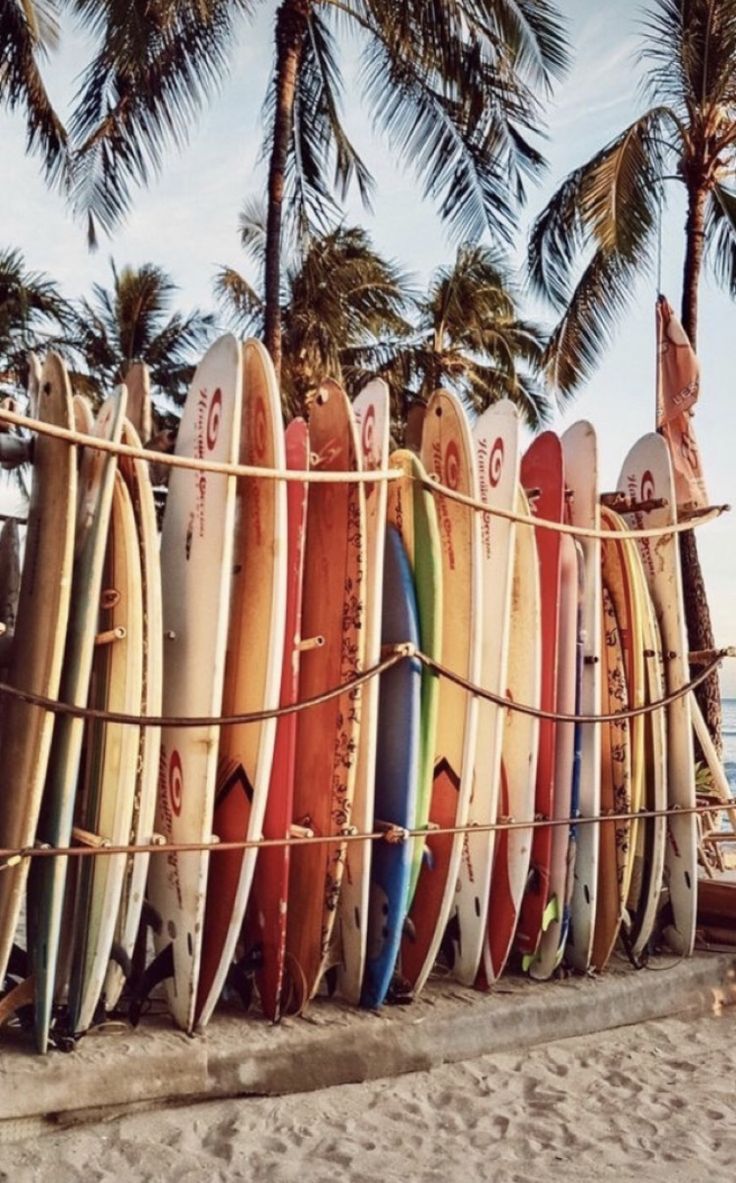 A row of surfboards lined up on the beach. - Surf