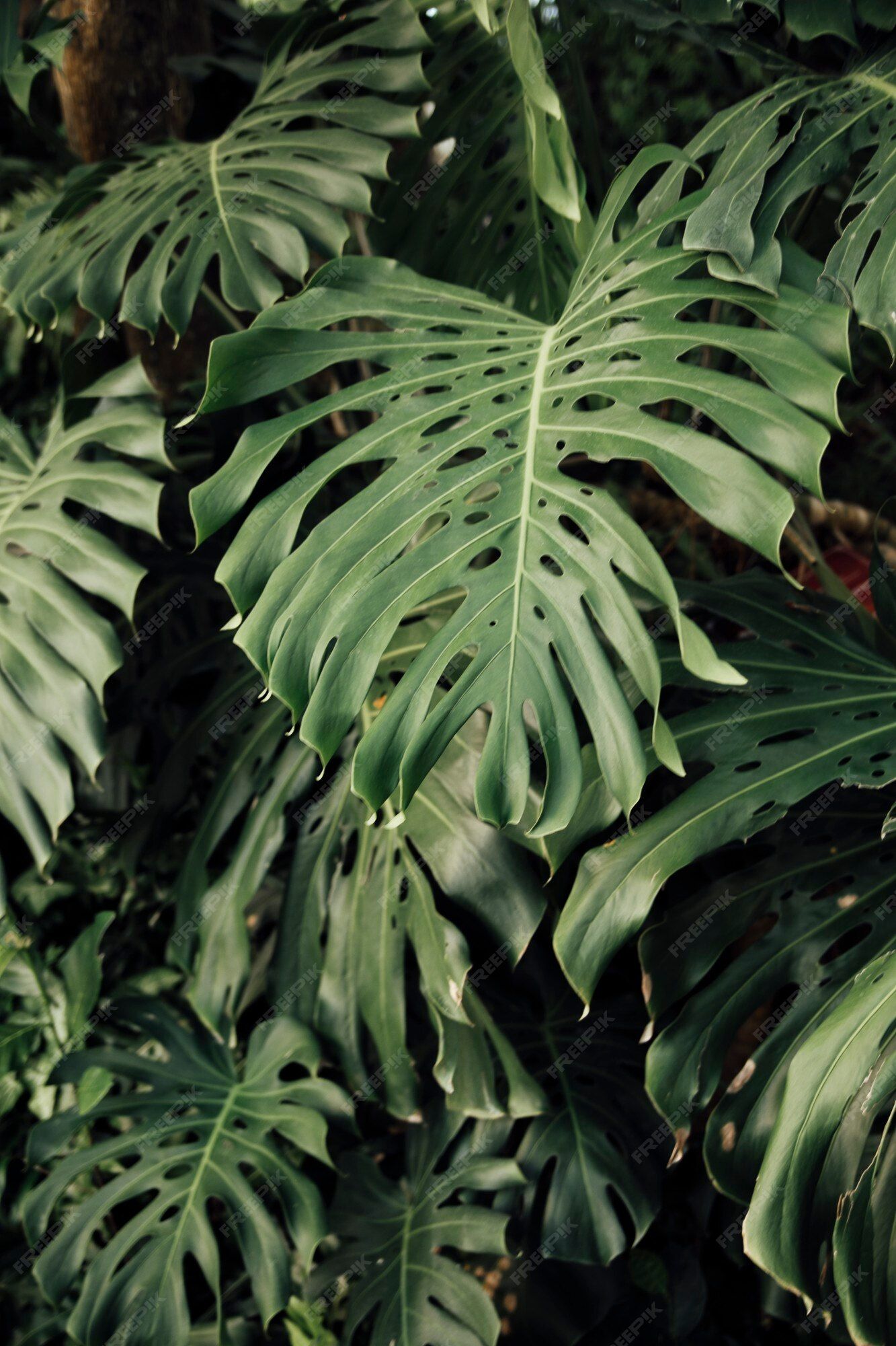 A close up of the leaves of a Monstera deliciosa plant - Monstera