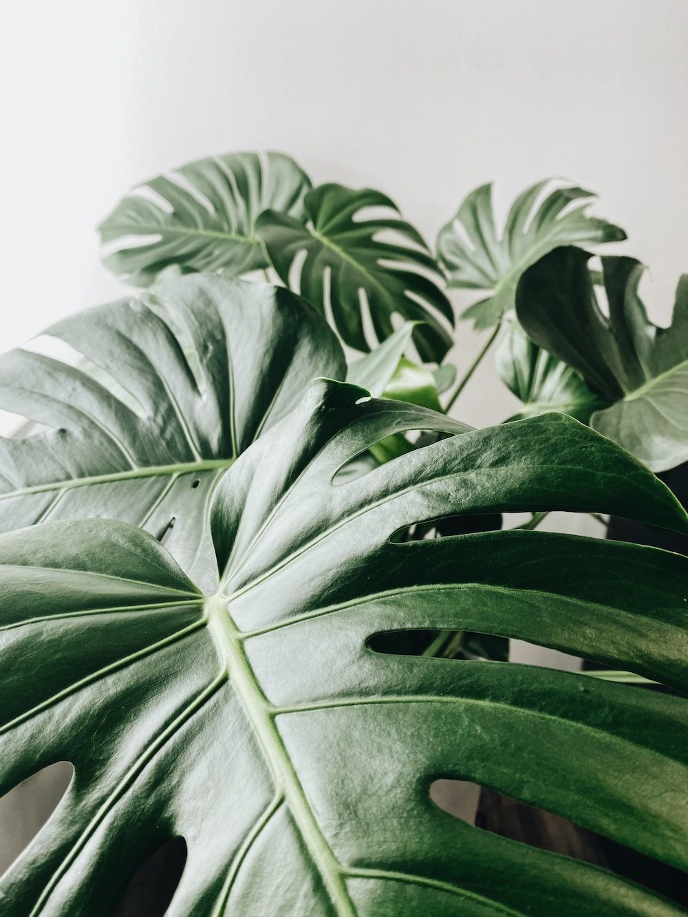 A close up of a green leafy plant - Monstera