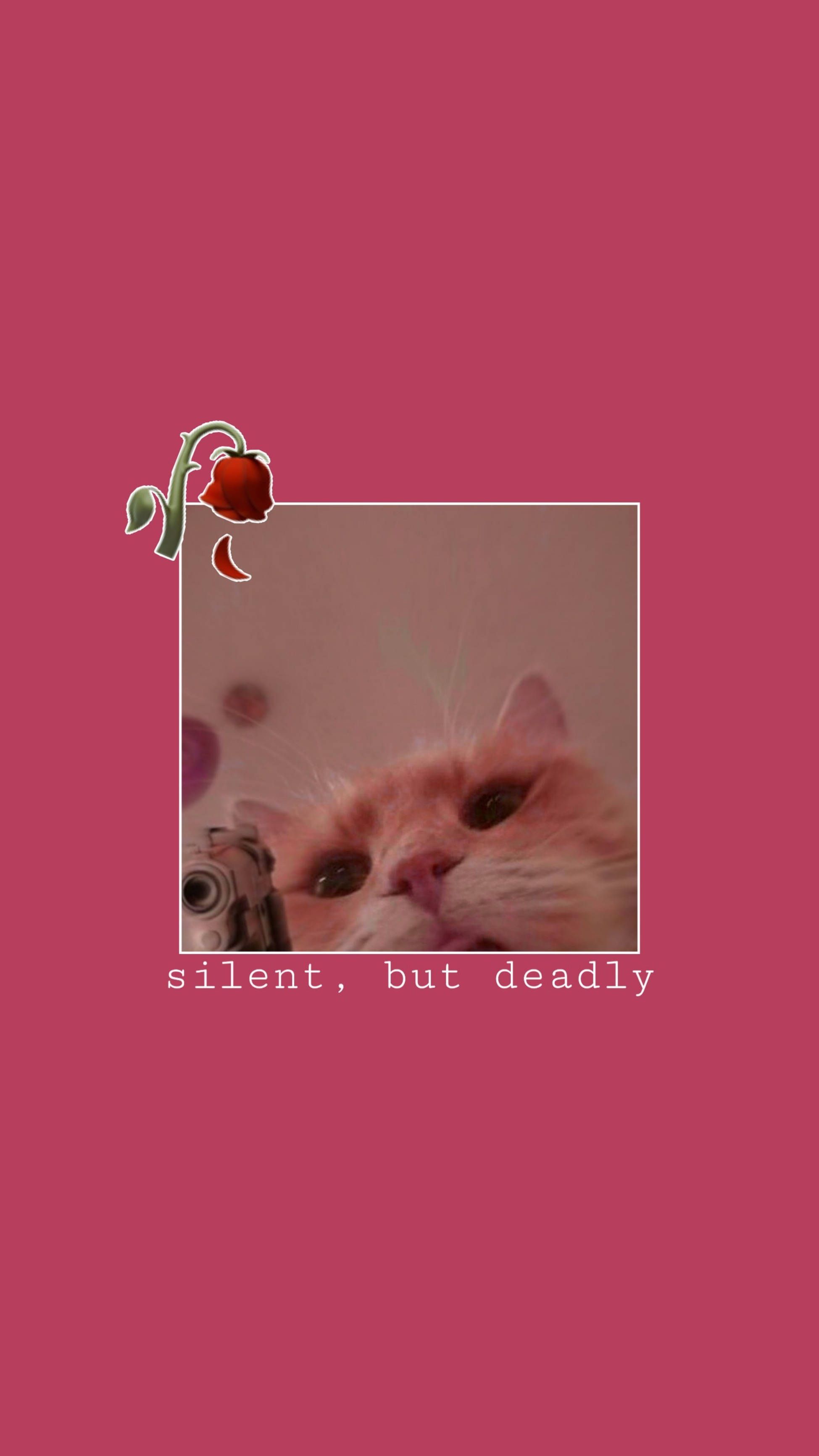 Download Cute Cat Aesthetic Silent But Lethal Wallpaper