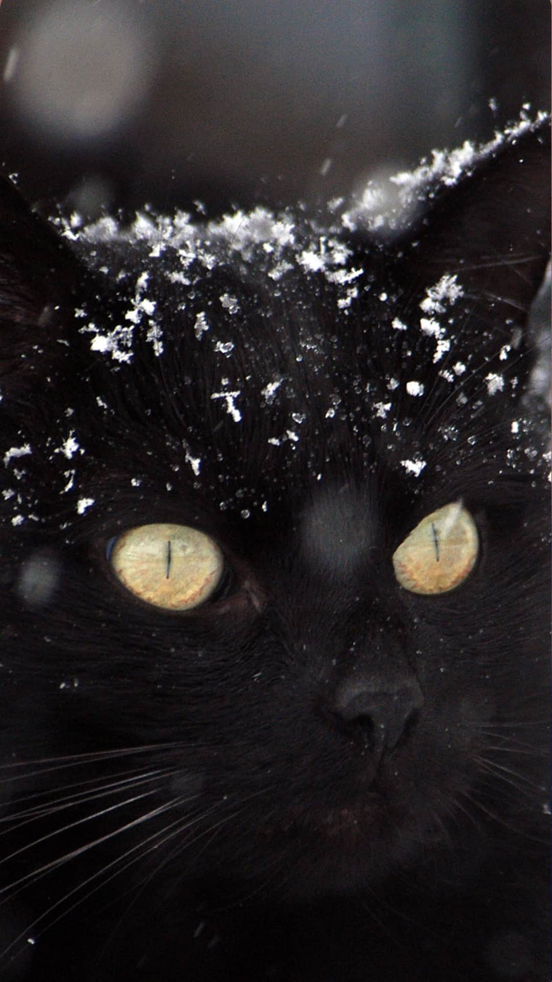 A black cat with snow on its fur - Cat