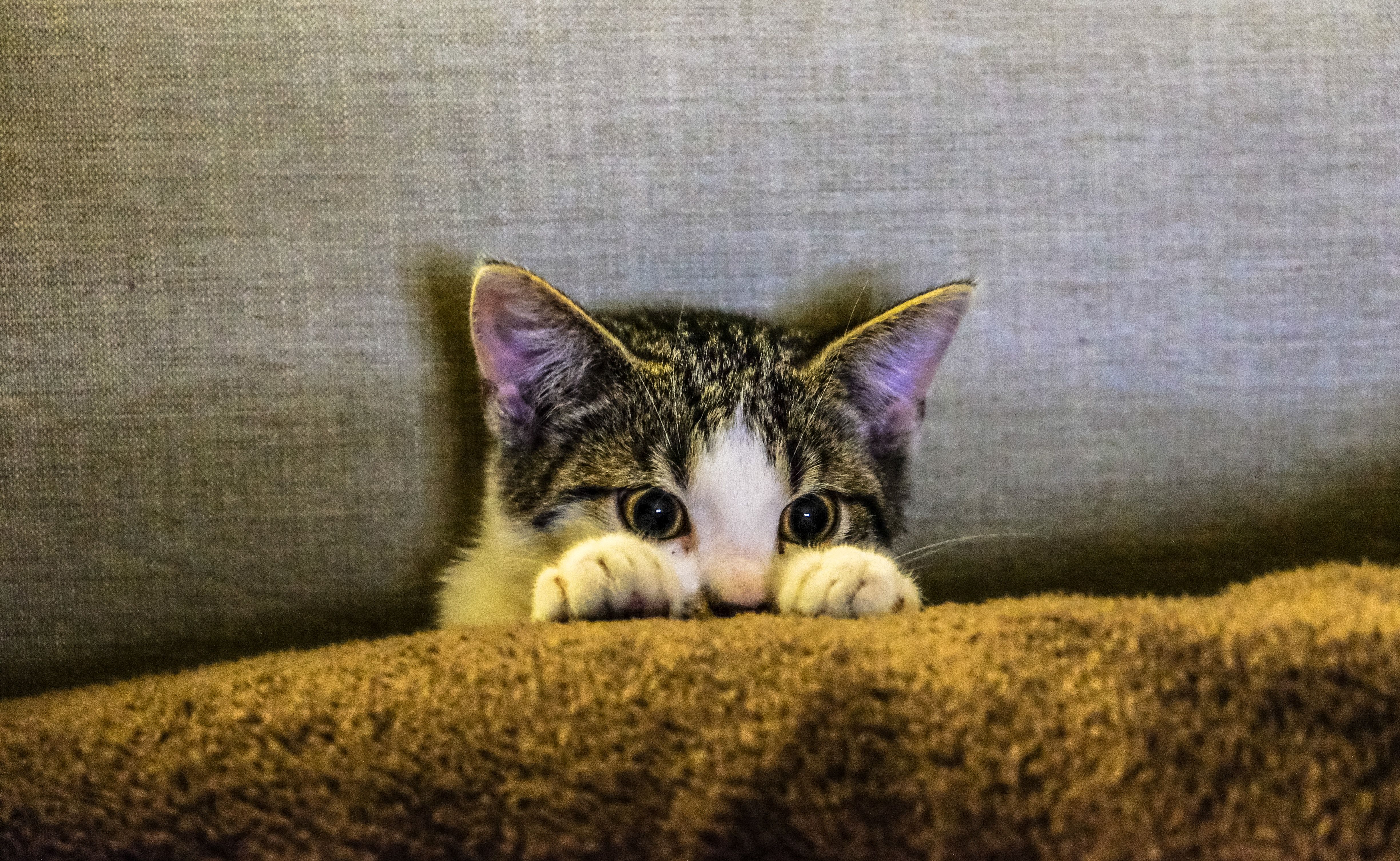 A kitten peeking out from behind the cushion - Cat