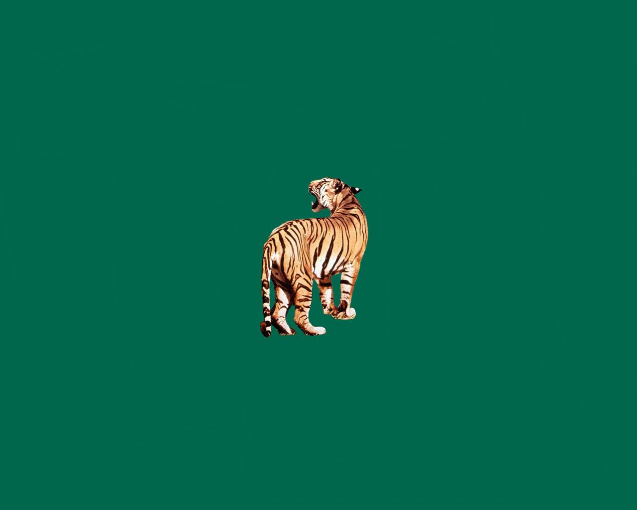 A tiger standing on a green background - Tiger