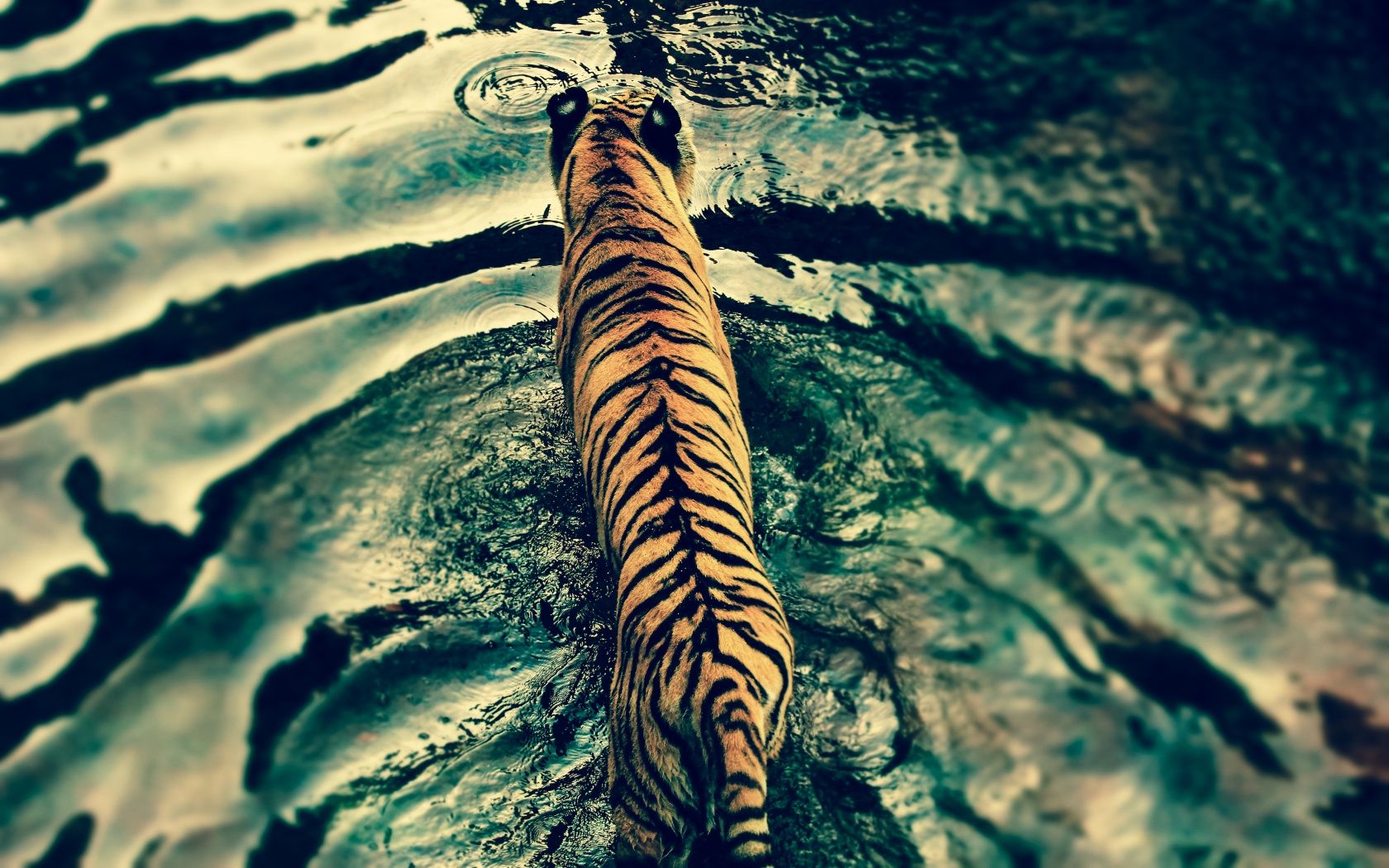 A tiger swimming in a body of water. - Tiger