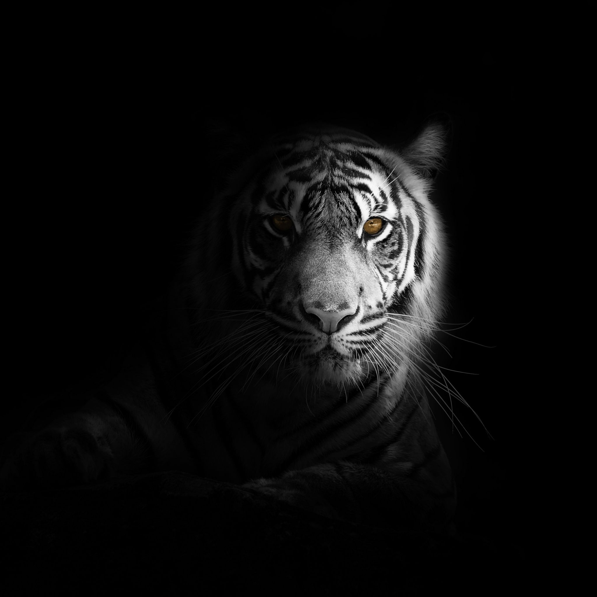 White tiger Wallpaper 4K, Dark aesthetic, Bengal Tiger