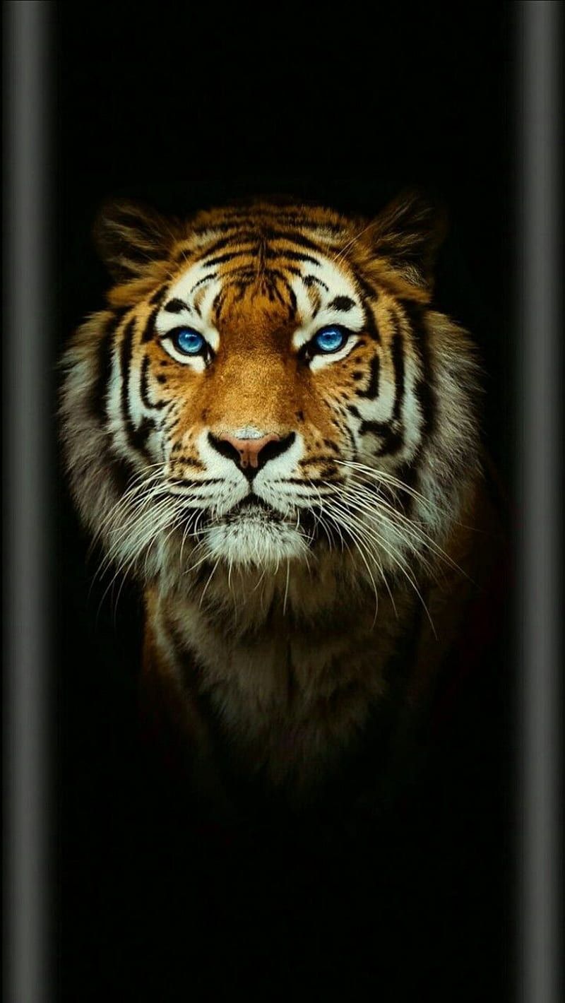 Black Tiger, art, dark, HD phone wallpaper