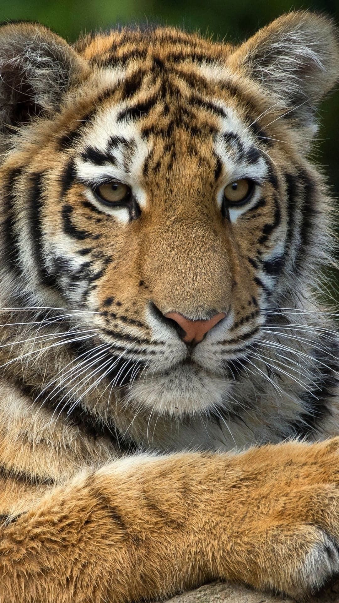 Cute Tiger Wallpaper Wallpaper 969. Cute tigers, Tiger photography, Tiger wallpaper