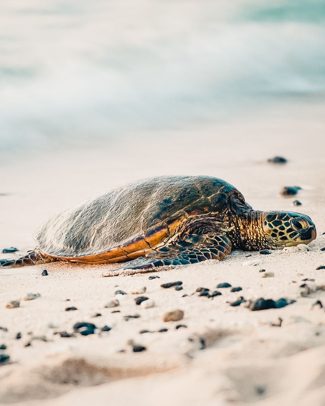 A turtle resting on the beach - Sea turtle