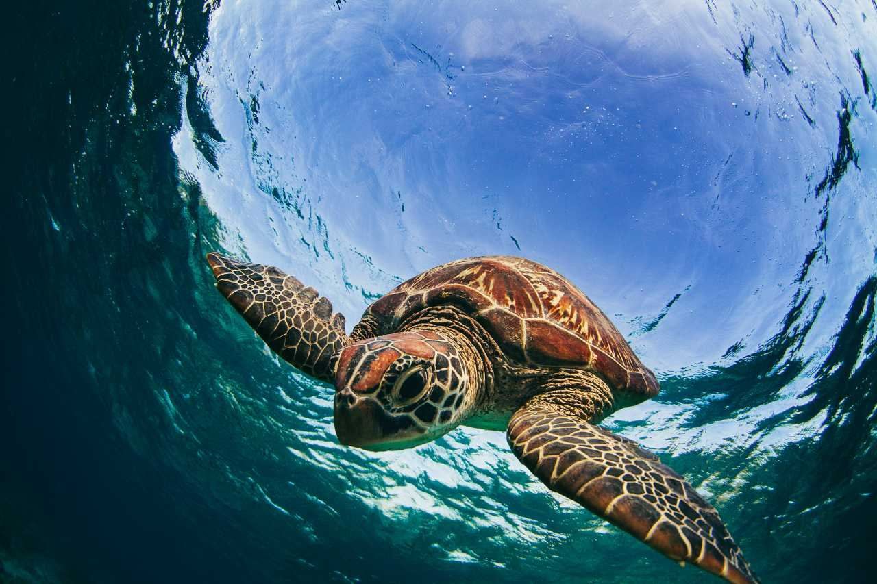 A sea turtle swimming in the ocean - Sea turtle