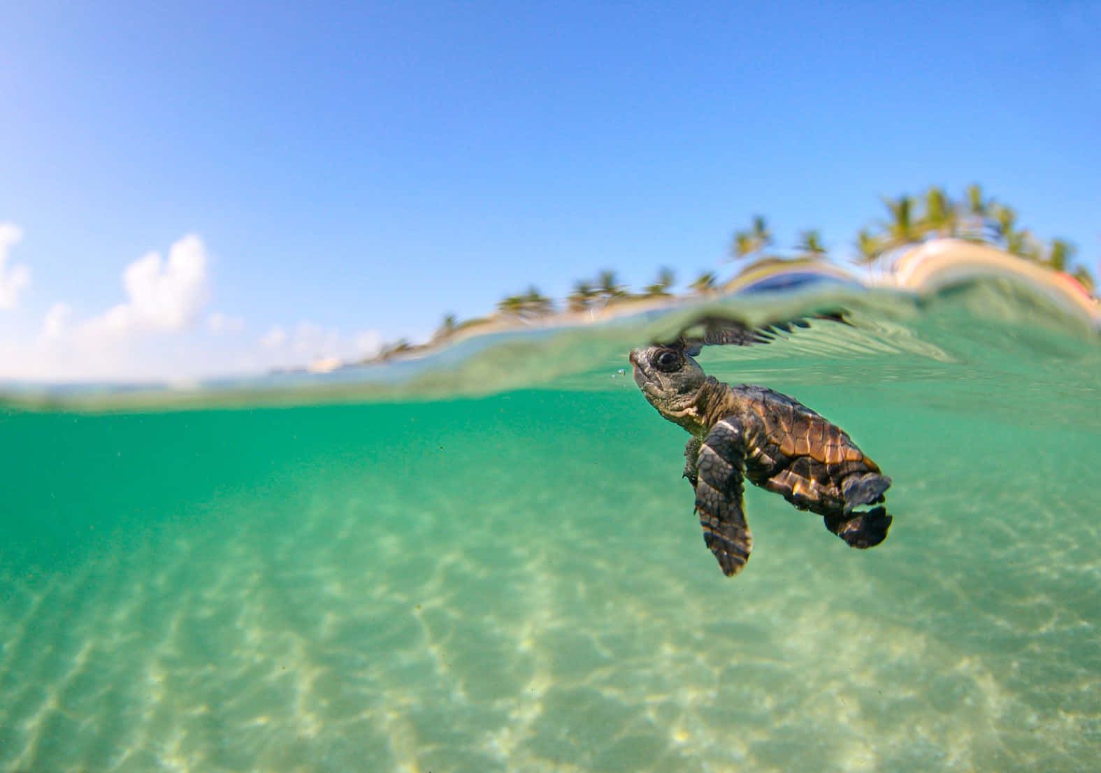 Download Baby Sea Turtle Floating Aesthetic Picture