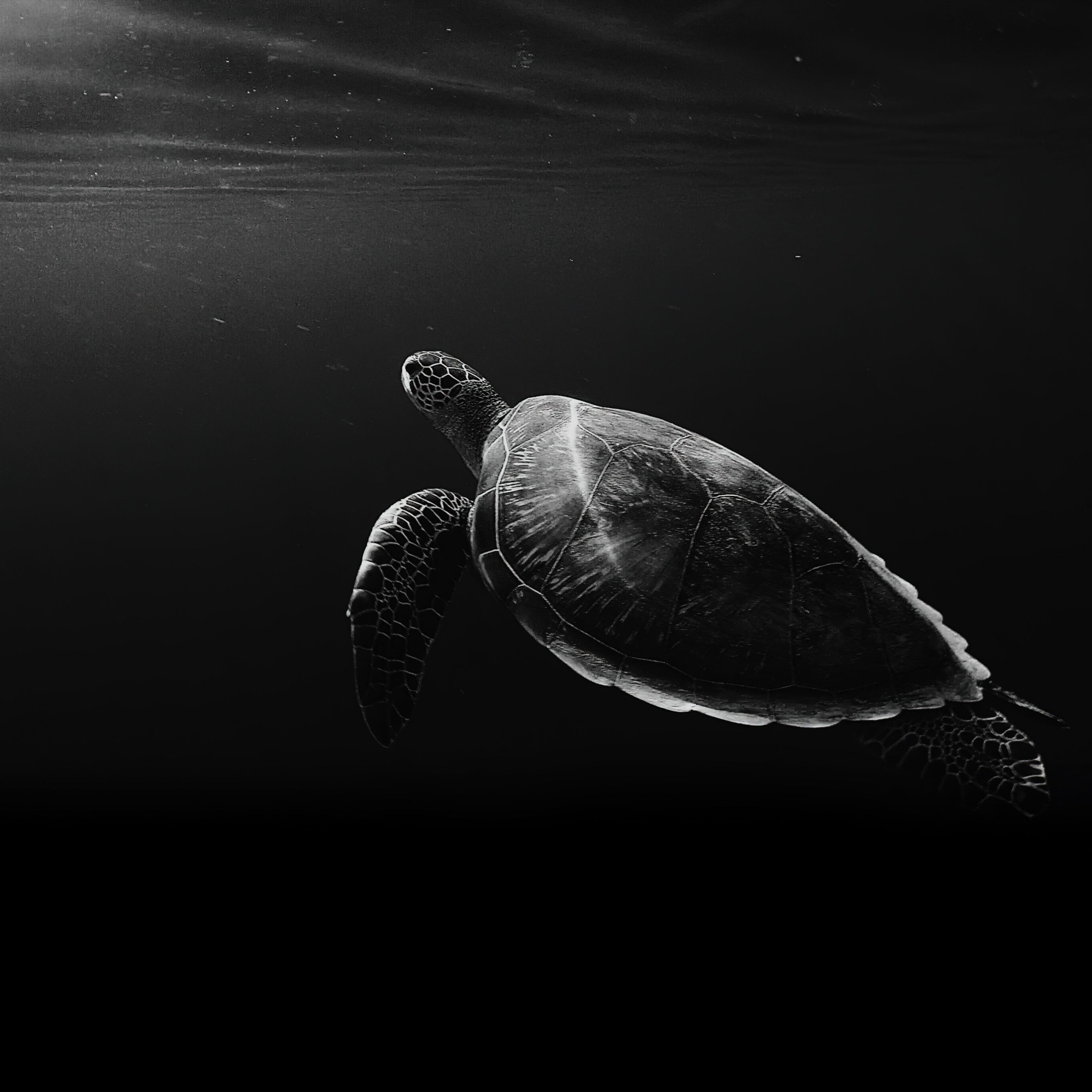 Sea Turtle Wallpaper 4K, Under the Sea, Monochrome