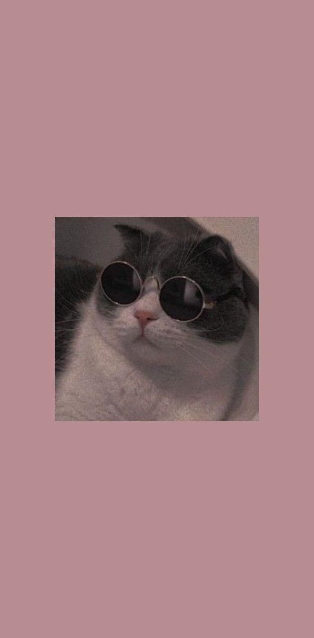 A cat wearing sunglasses on its face - Cat