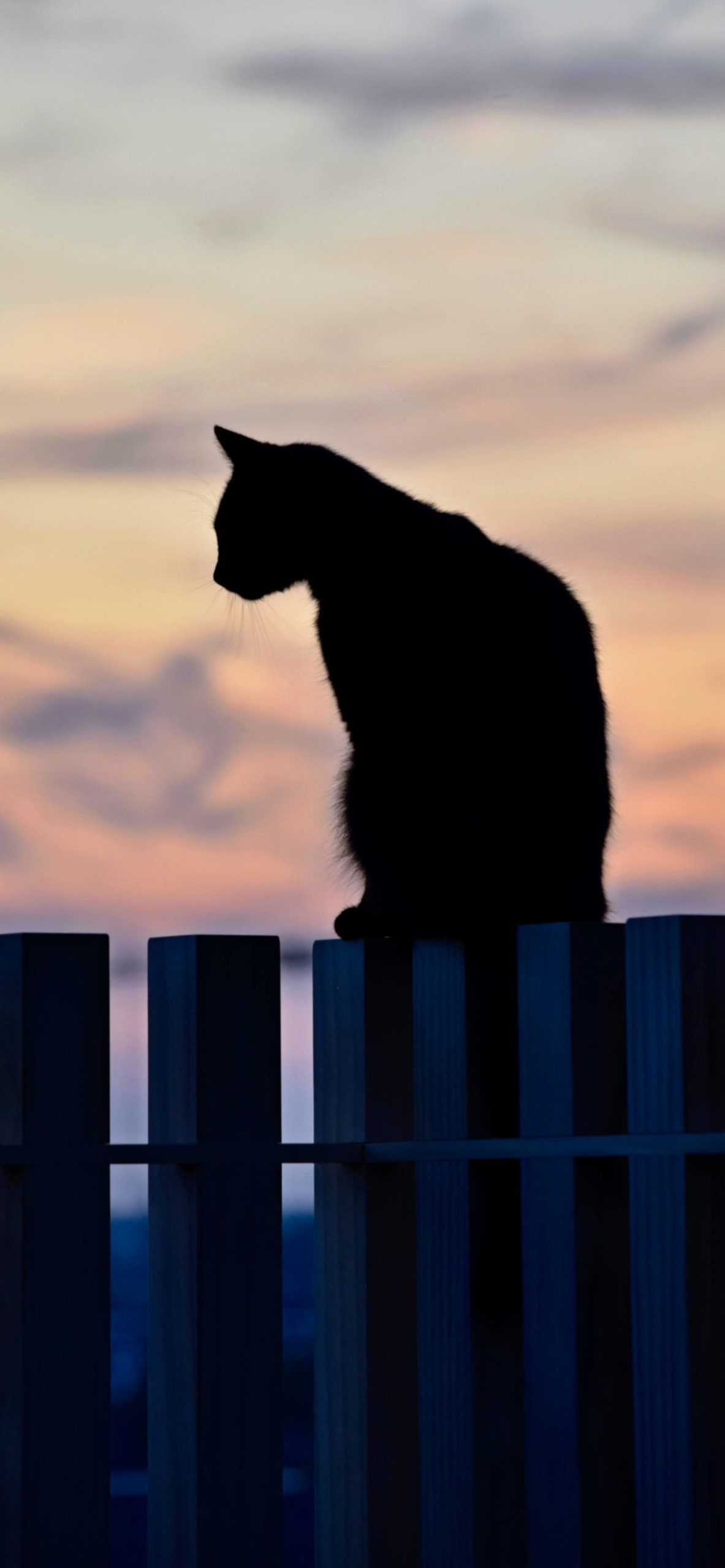 A cat sitting on top of the fence - Cat