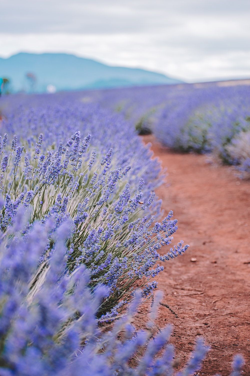 A dirt path through a field of purple lavender flowers. - Farm