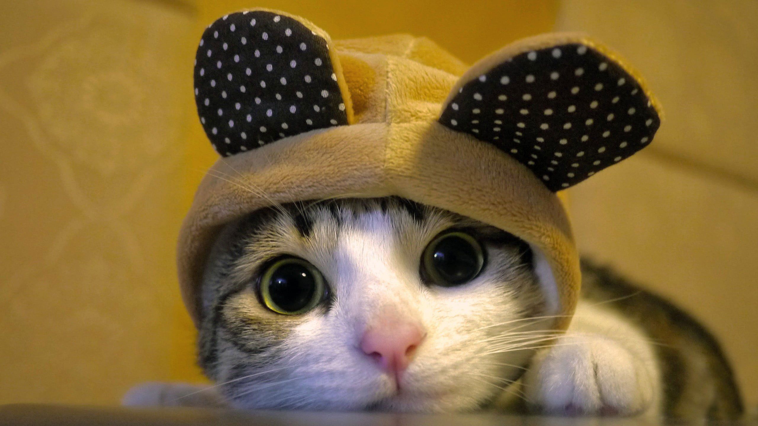 A cat wearing a hat with ears on it - Cat