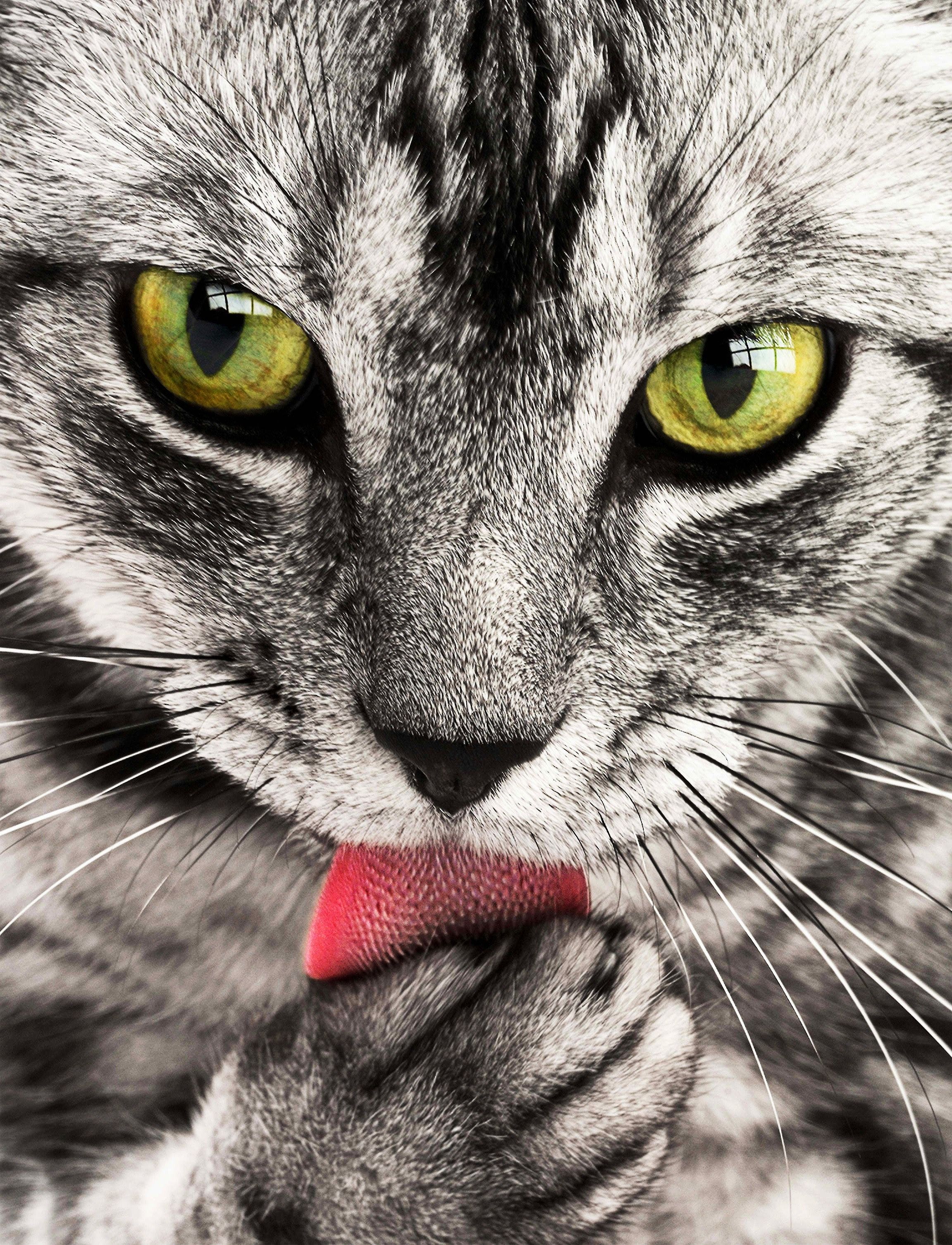 Best Cat Photo · 100% Free Downloads