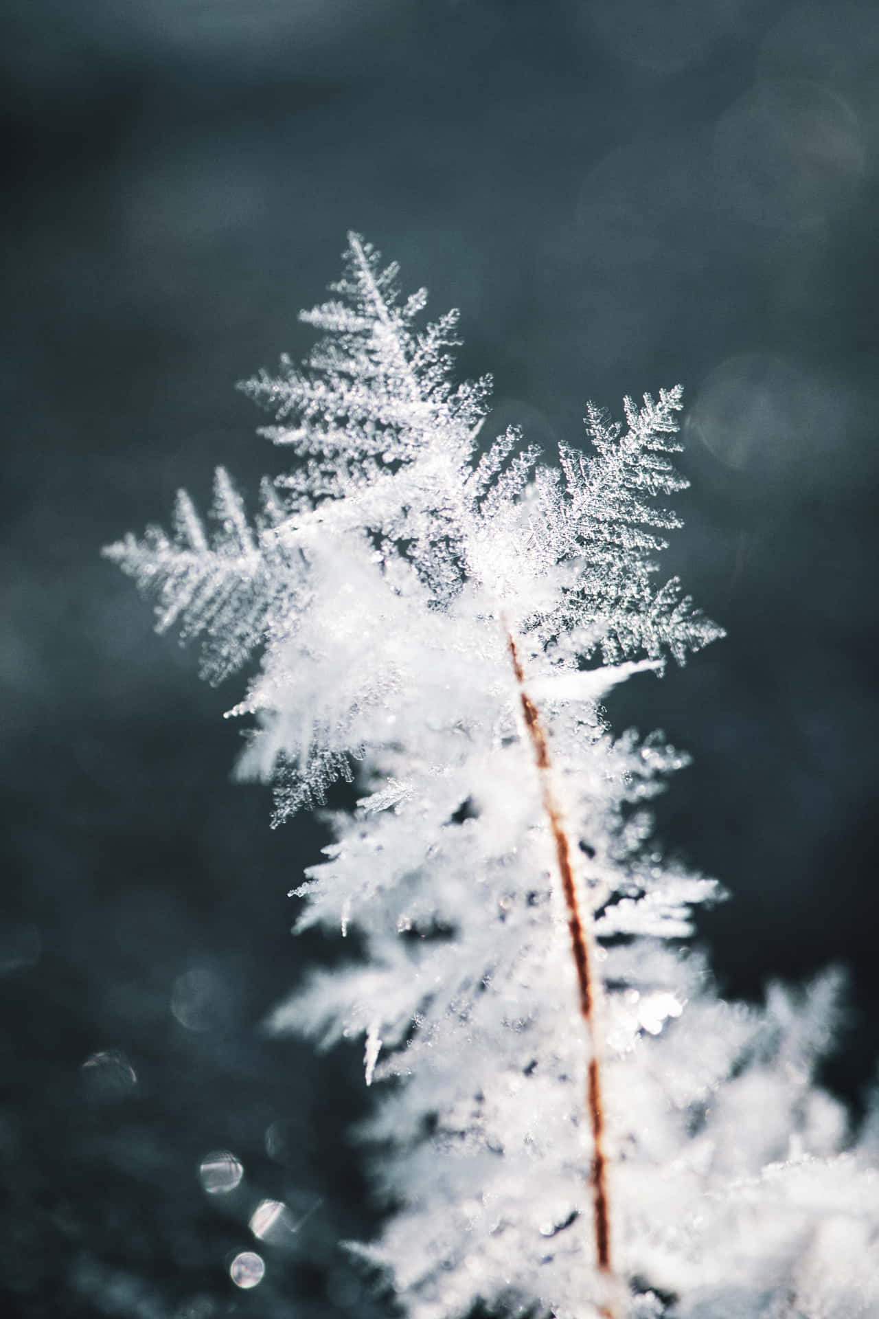 Download A Close Up Of A Snowflake With A Blurred Background Wallpaper