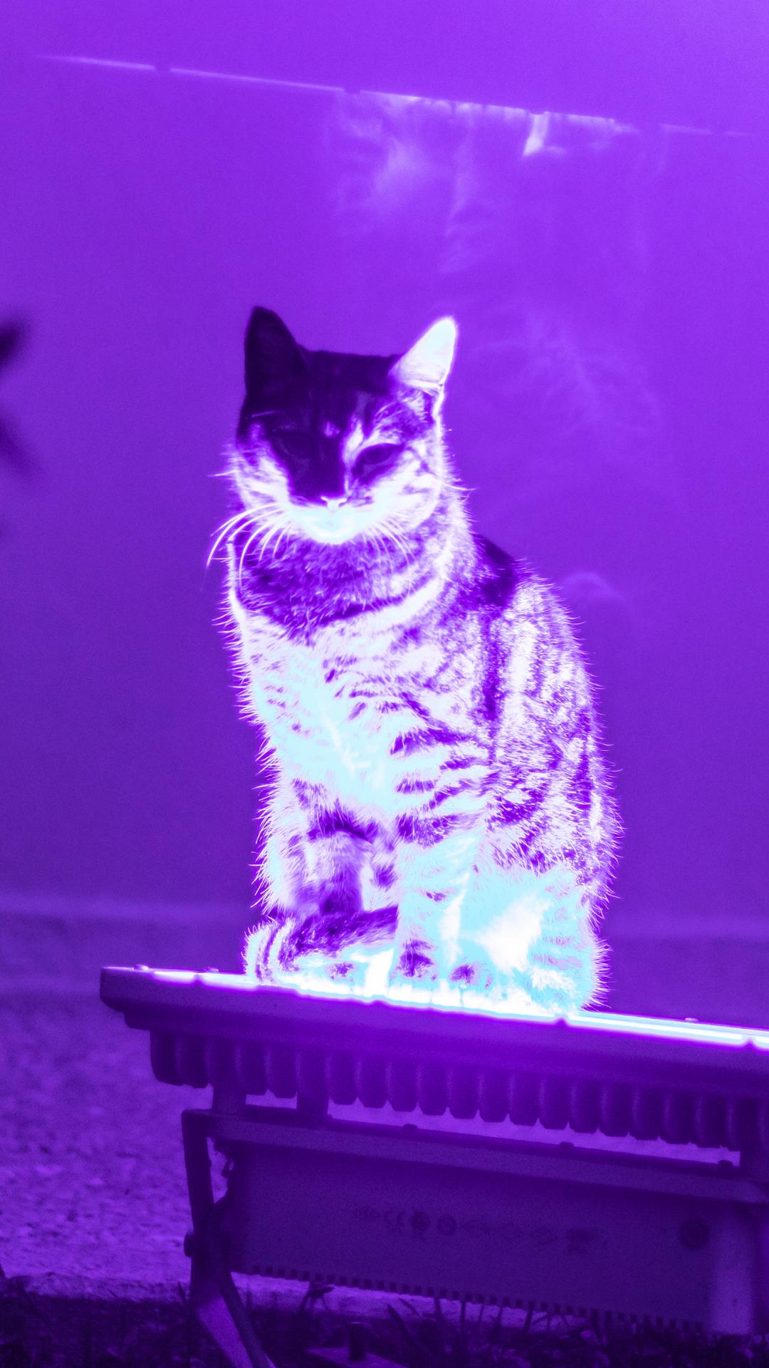 A cat sitting on a bench with a purple hue - Cat