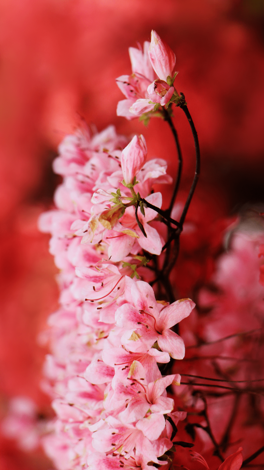 A cluster of pink flowers on a red background. - Crimson