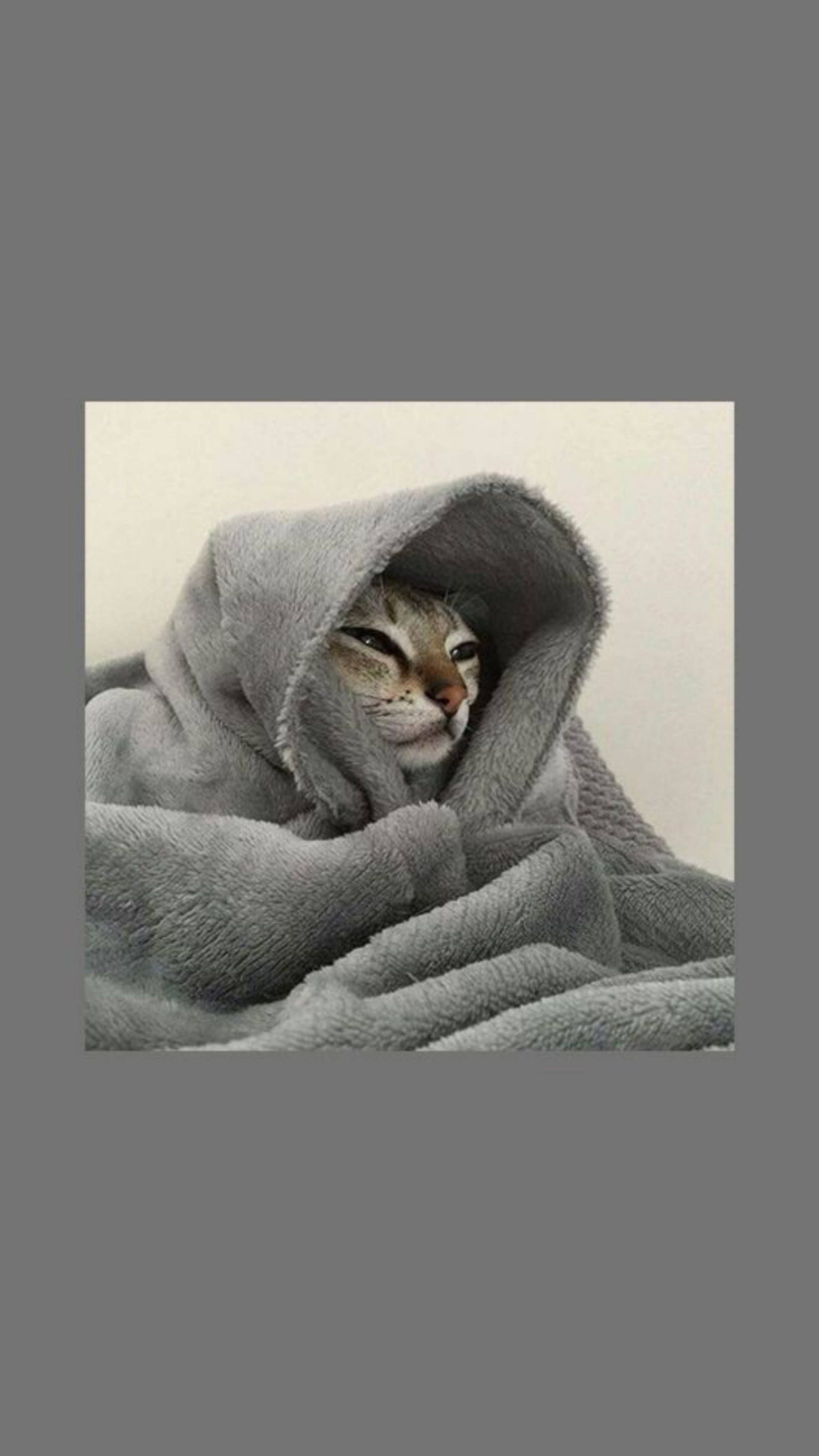A cat wrapped in grey blanket - Cat