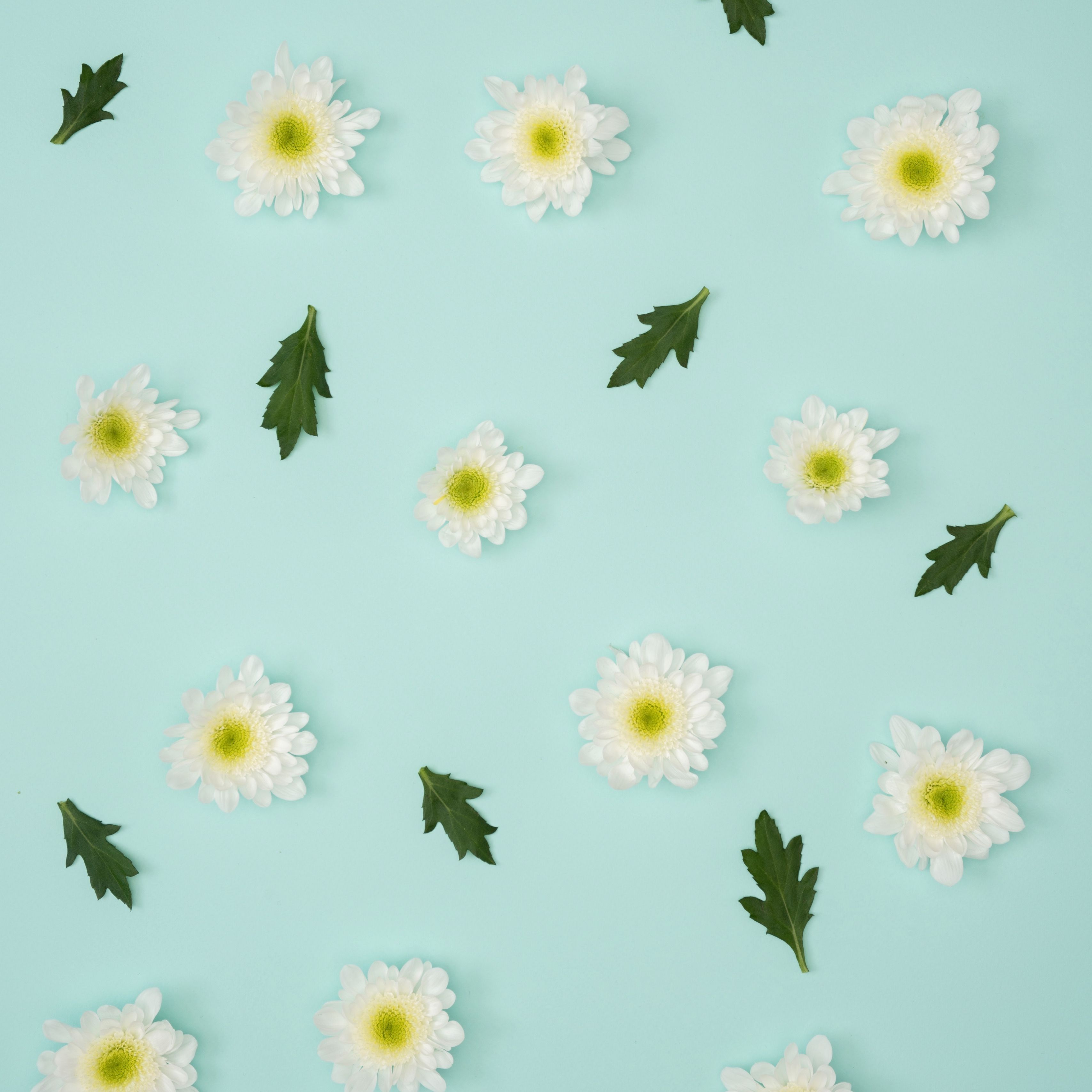 White flowers and green leaves on a blue background - Pastel minimalist