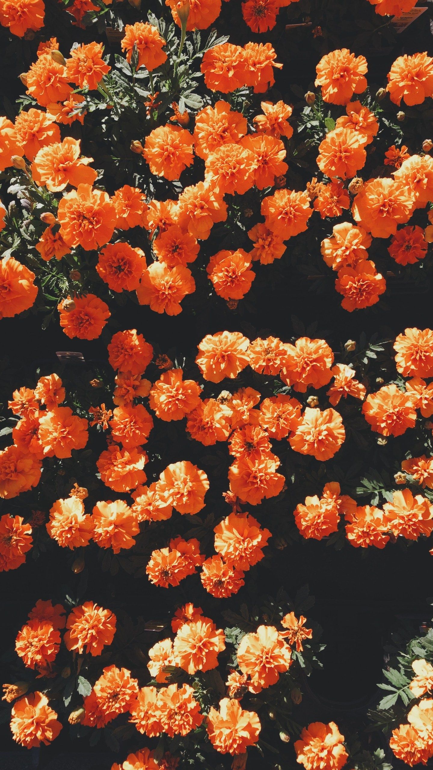 A close up of some orange flowers - Orange