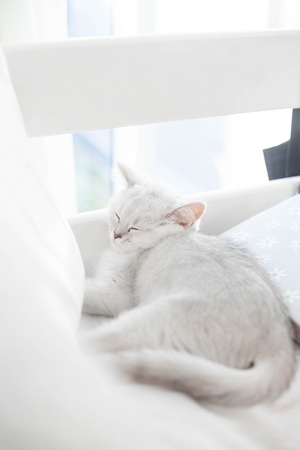 A white cat sleeping on a white chair - Cat