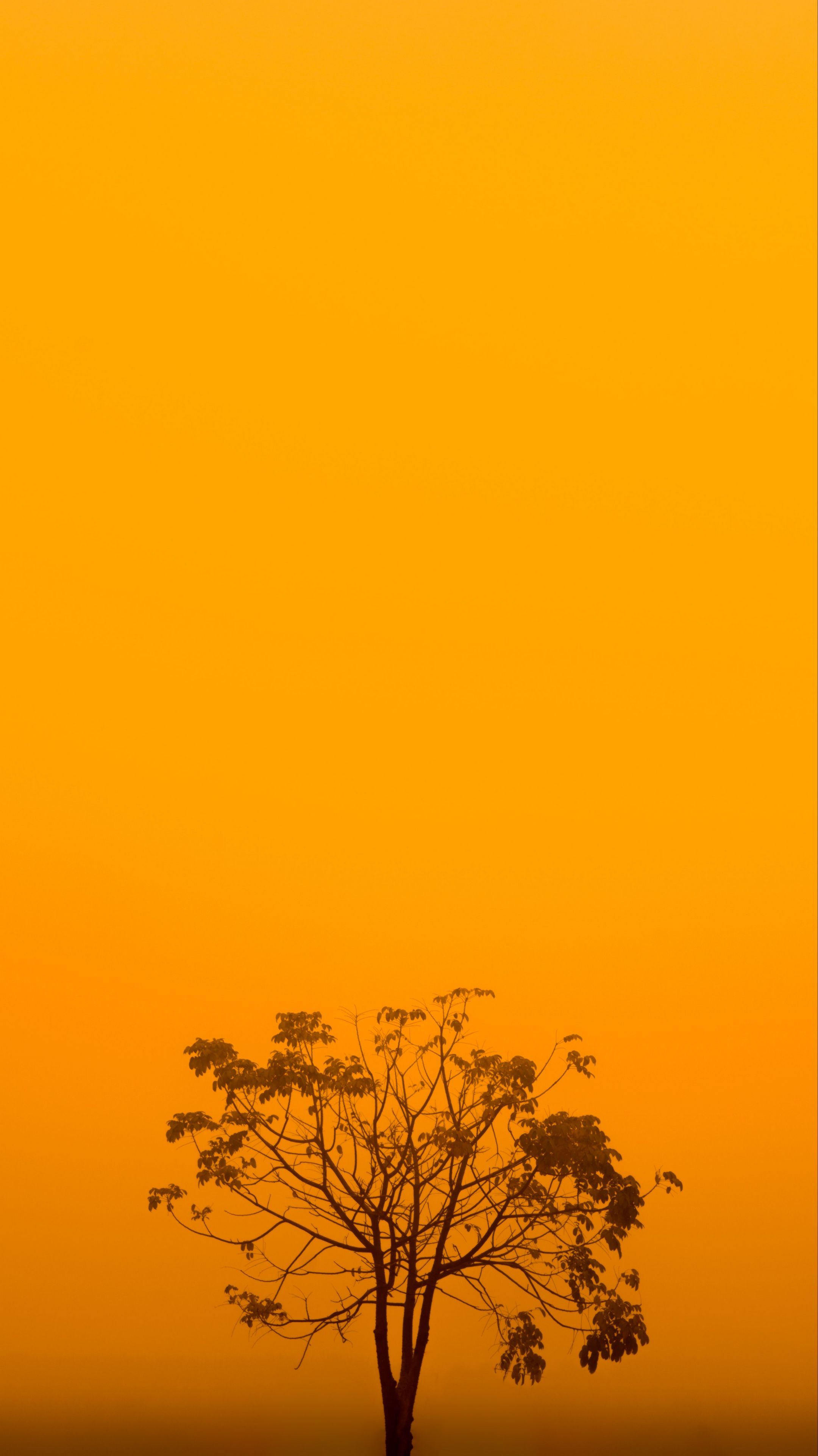 A lone tree in the middle of an orange sky - Yellow
