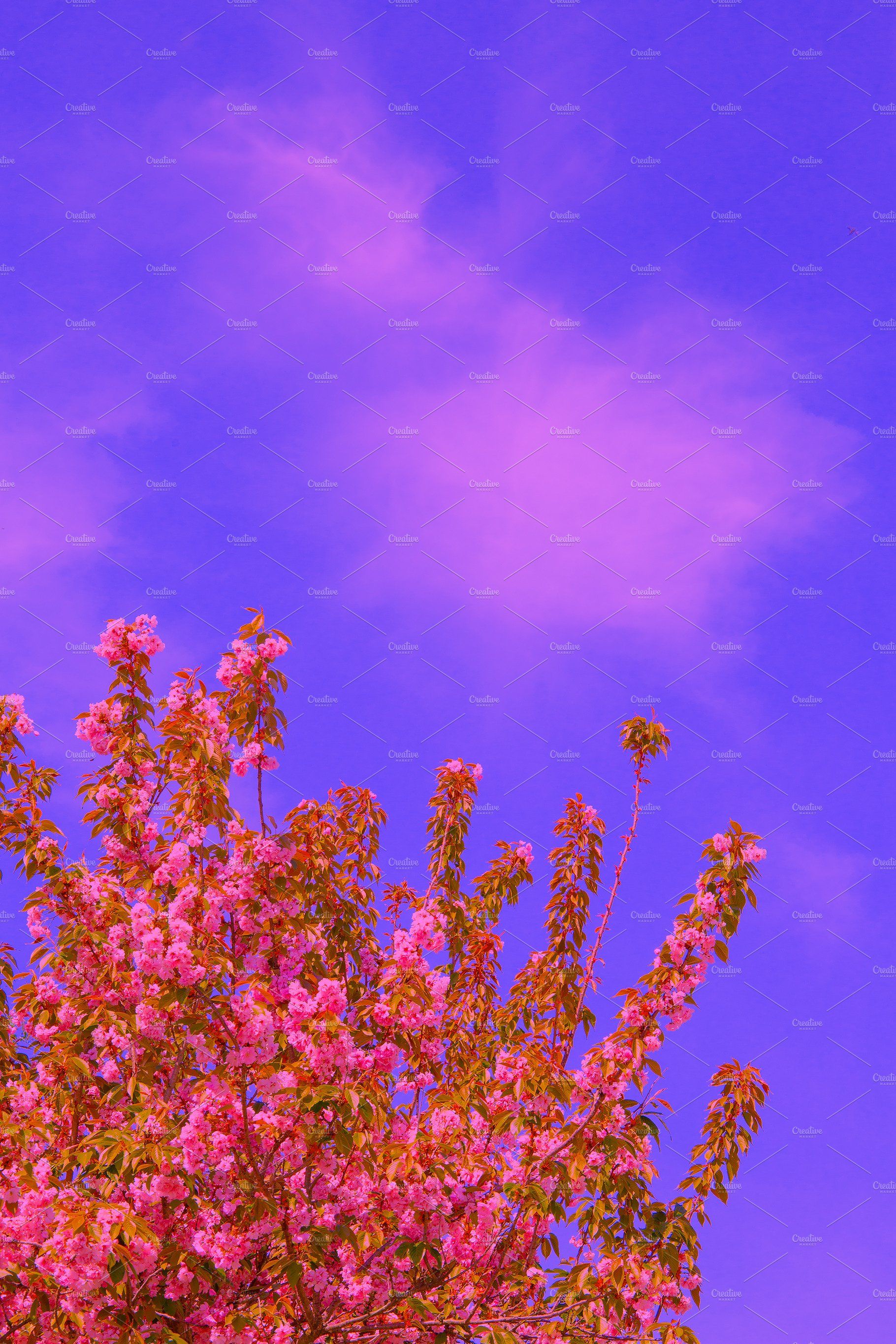 A pink tree in bloom against a purple sky - 2000s