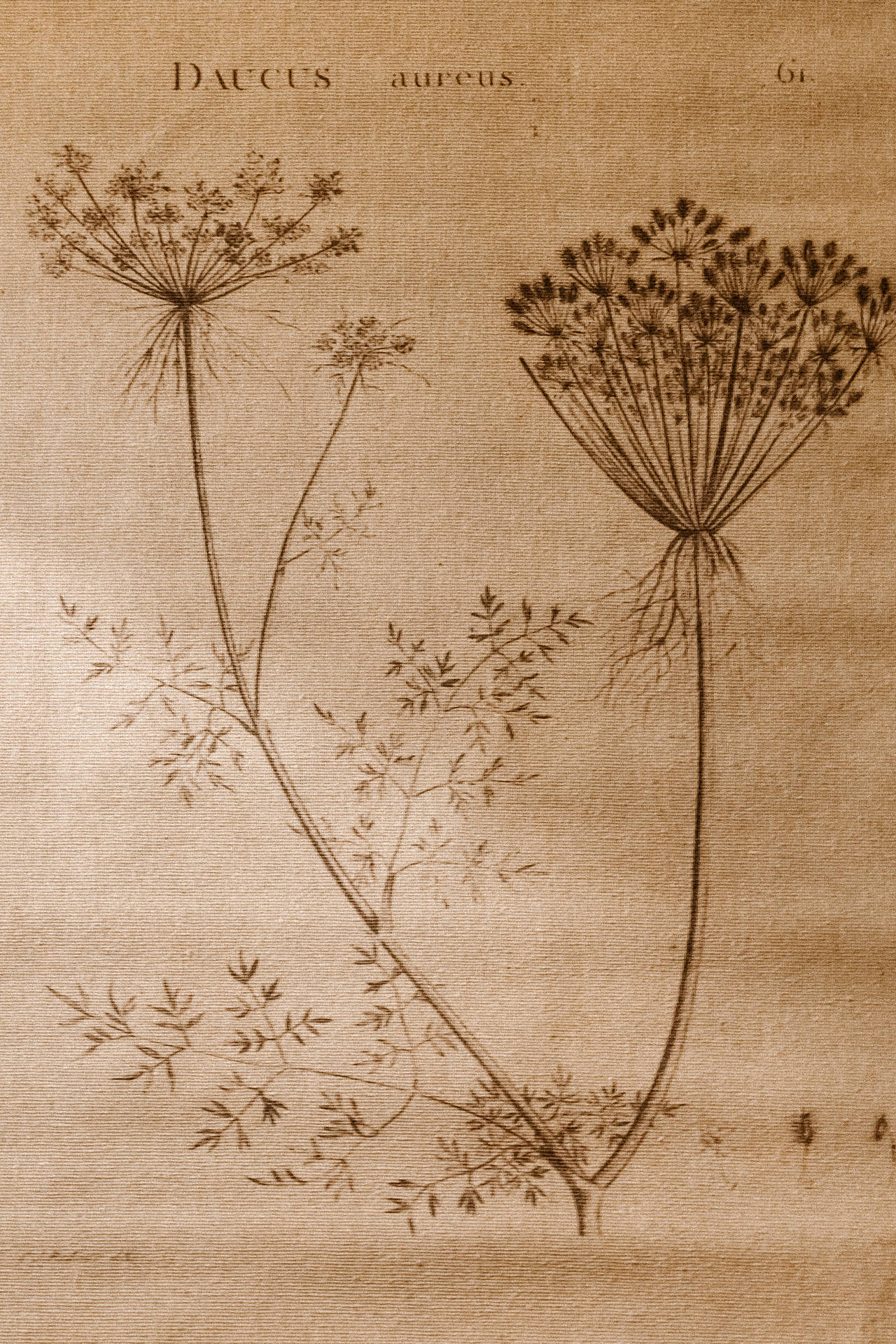 Download Aesthetic Light Brown Botanical Illustration Wallpaper