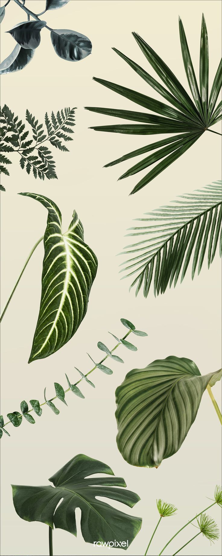 Find the perfect wallpaper for your phone with these tropical leaf backgrounds. - Botanical