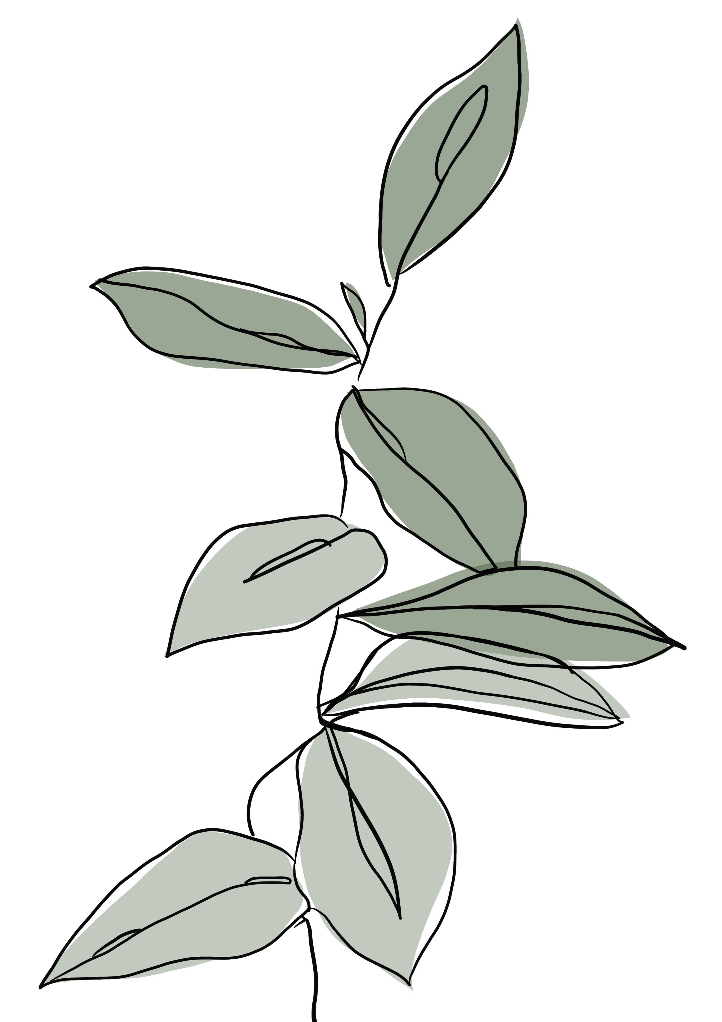 A drawing of a plant with leaves - Botanical