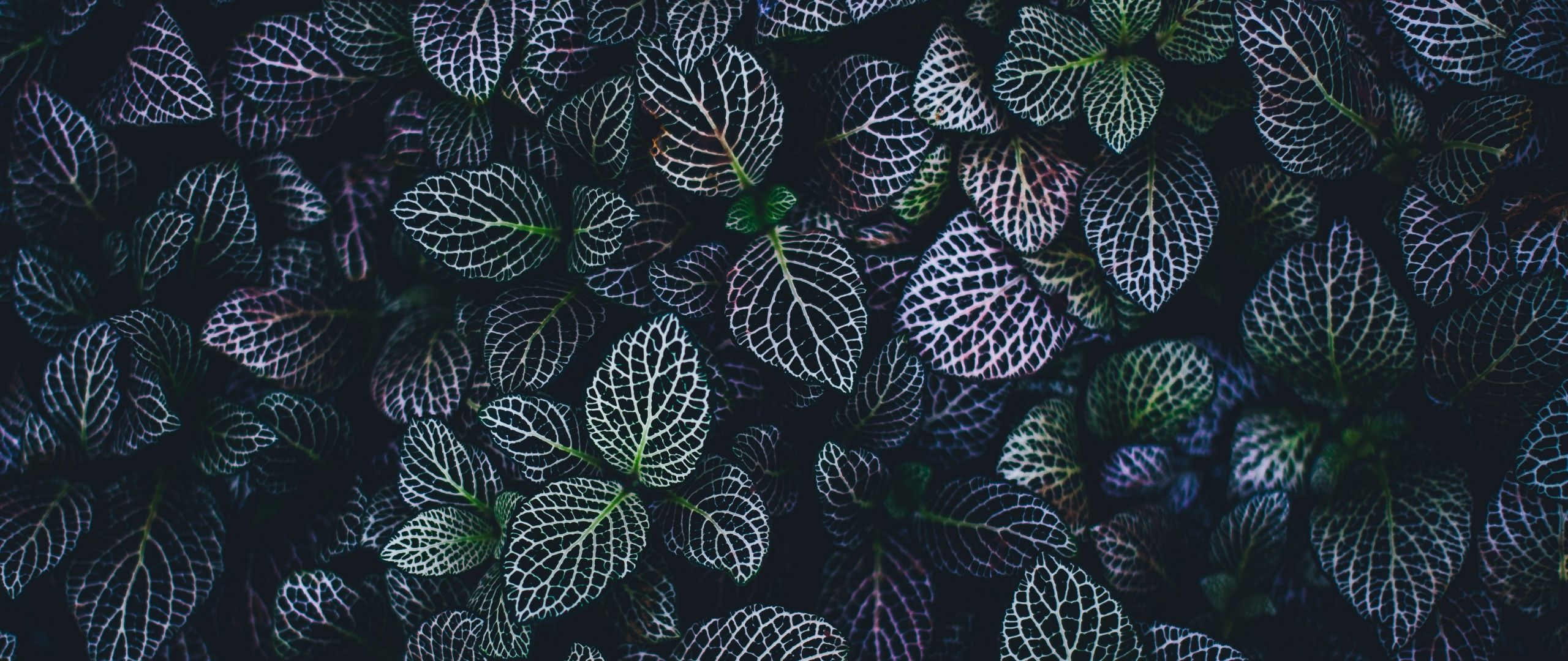 A field of green leaves with purple edges - Botanical