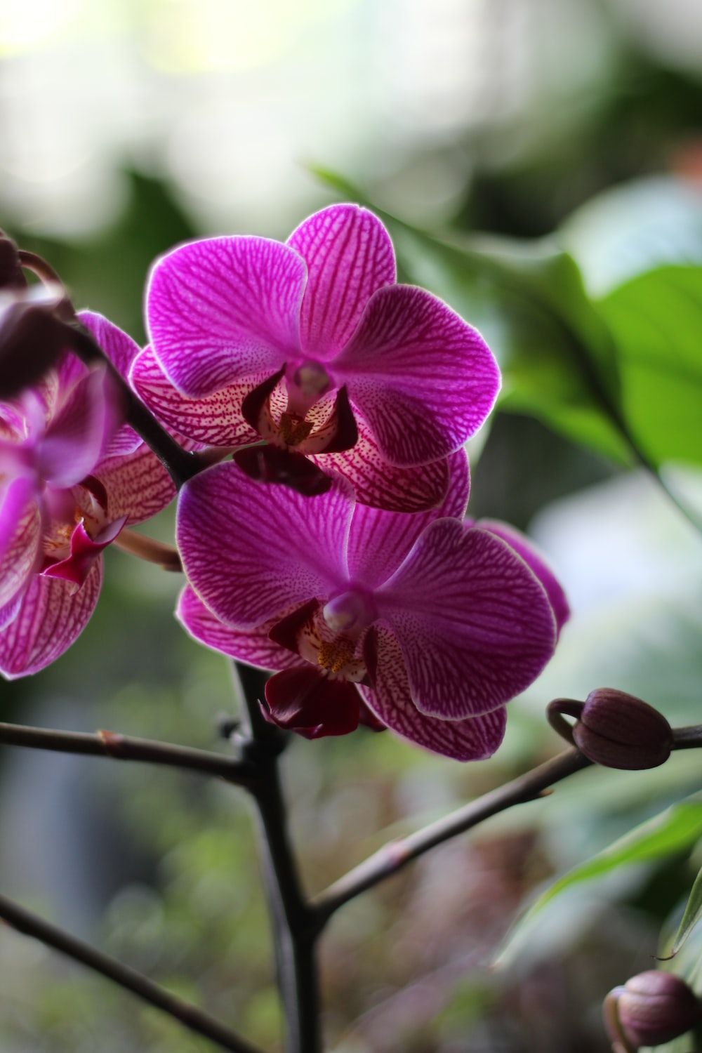 A close up of a purple orchid with green leaves in the background. - Botanical