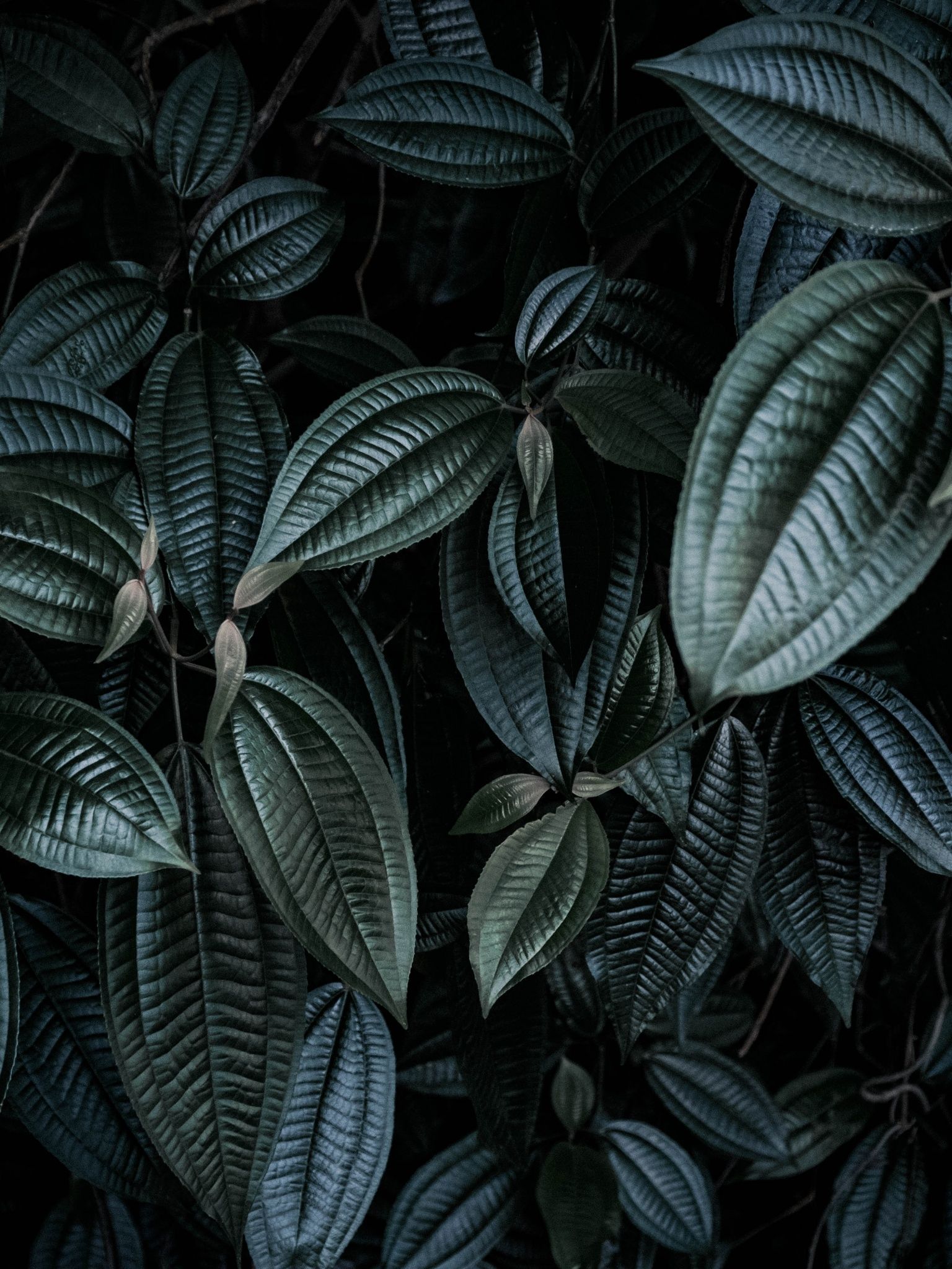 A photo of a lush green leafy plant. - Botanical