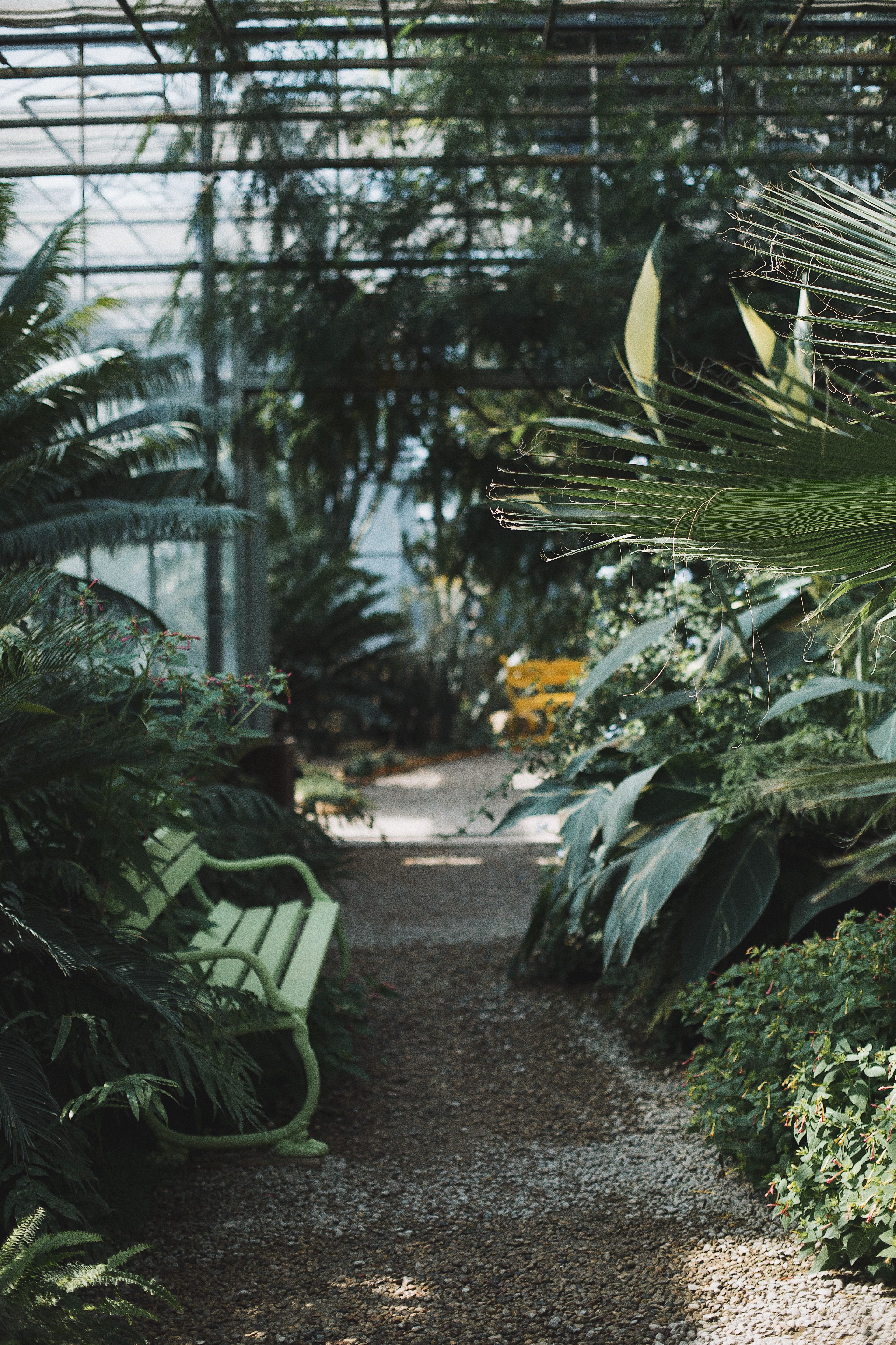 A bench surrounded by plants in a greenhouse. - Botanical