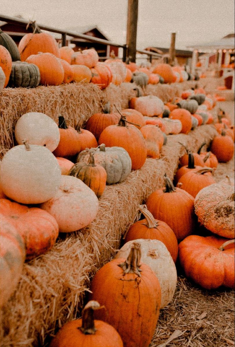 A large pile of hay with many different types and colors - Fall, cute fall, pumpkin