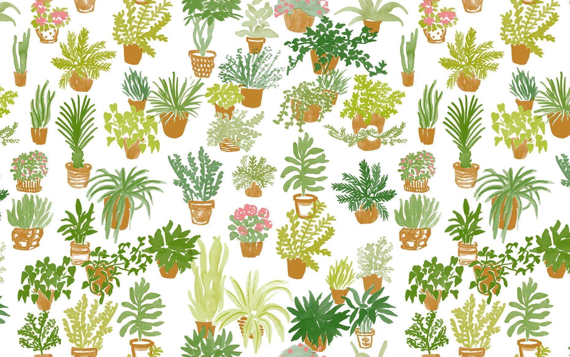A pattern of illustrated houseplants in pots - Botanical
