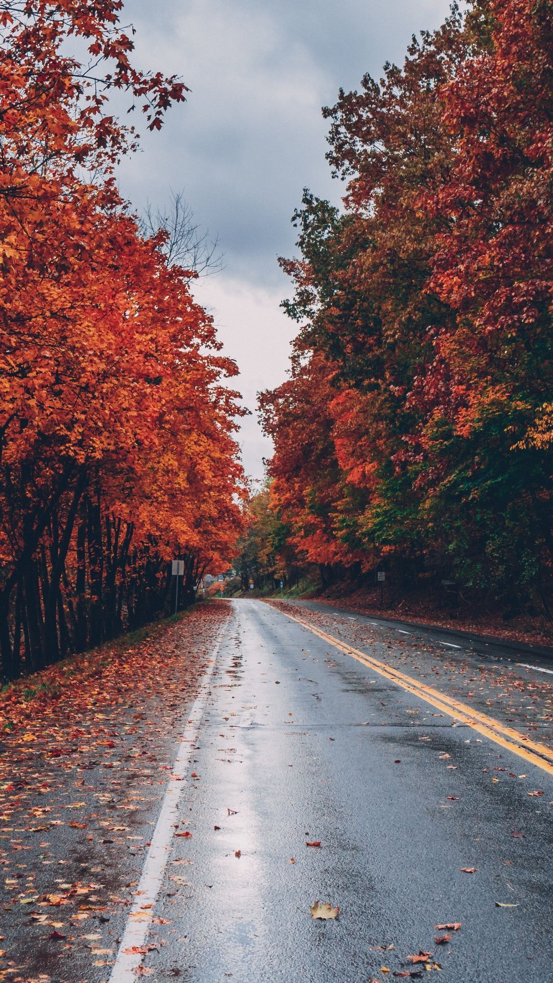 A road with trees on both sides, the leaves of which have turned red, orange and yellow. - Fall, fall iPhone