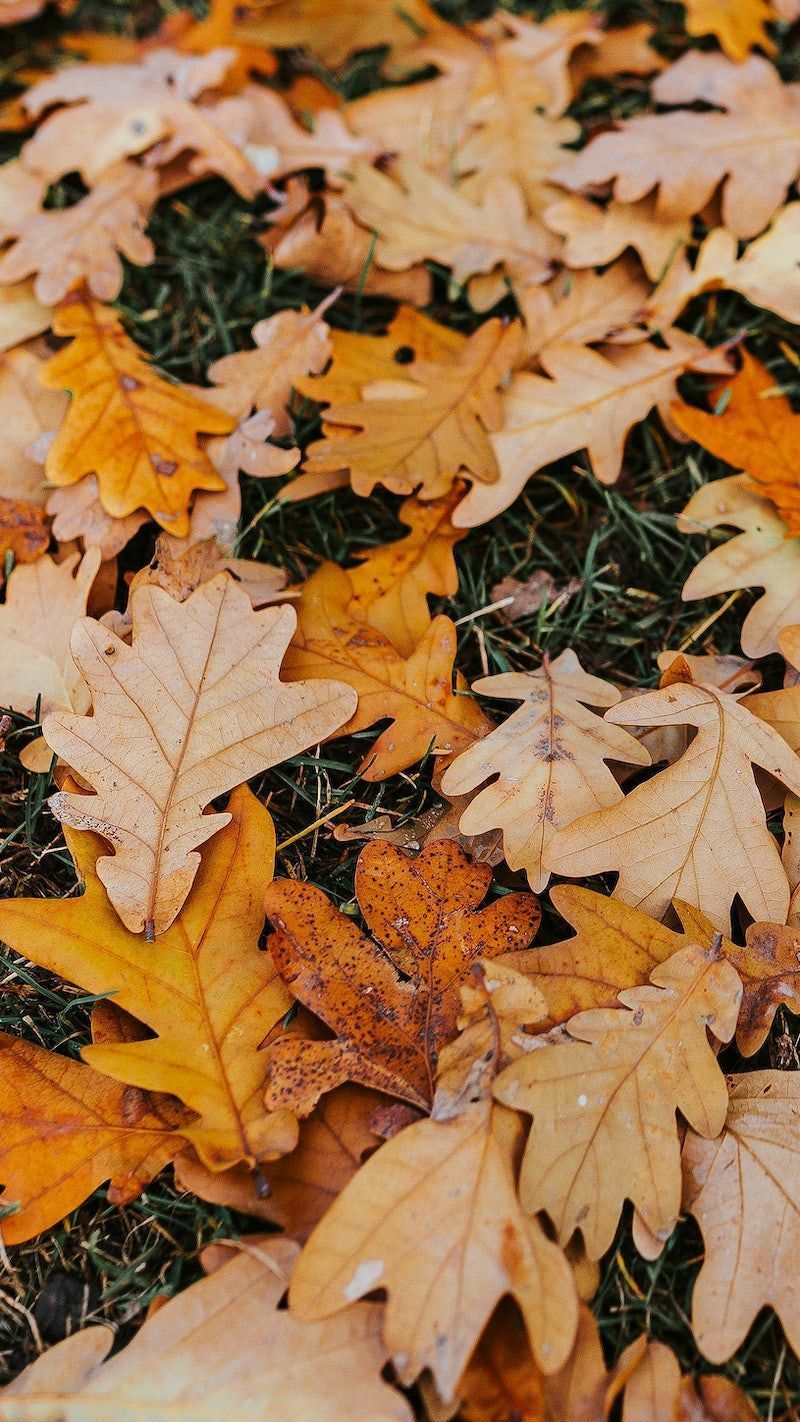 A close up of some leaves on the ground - Fall, fall iPhone
